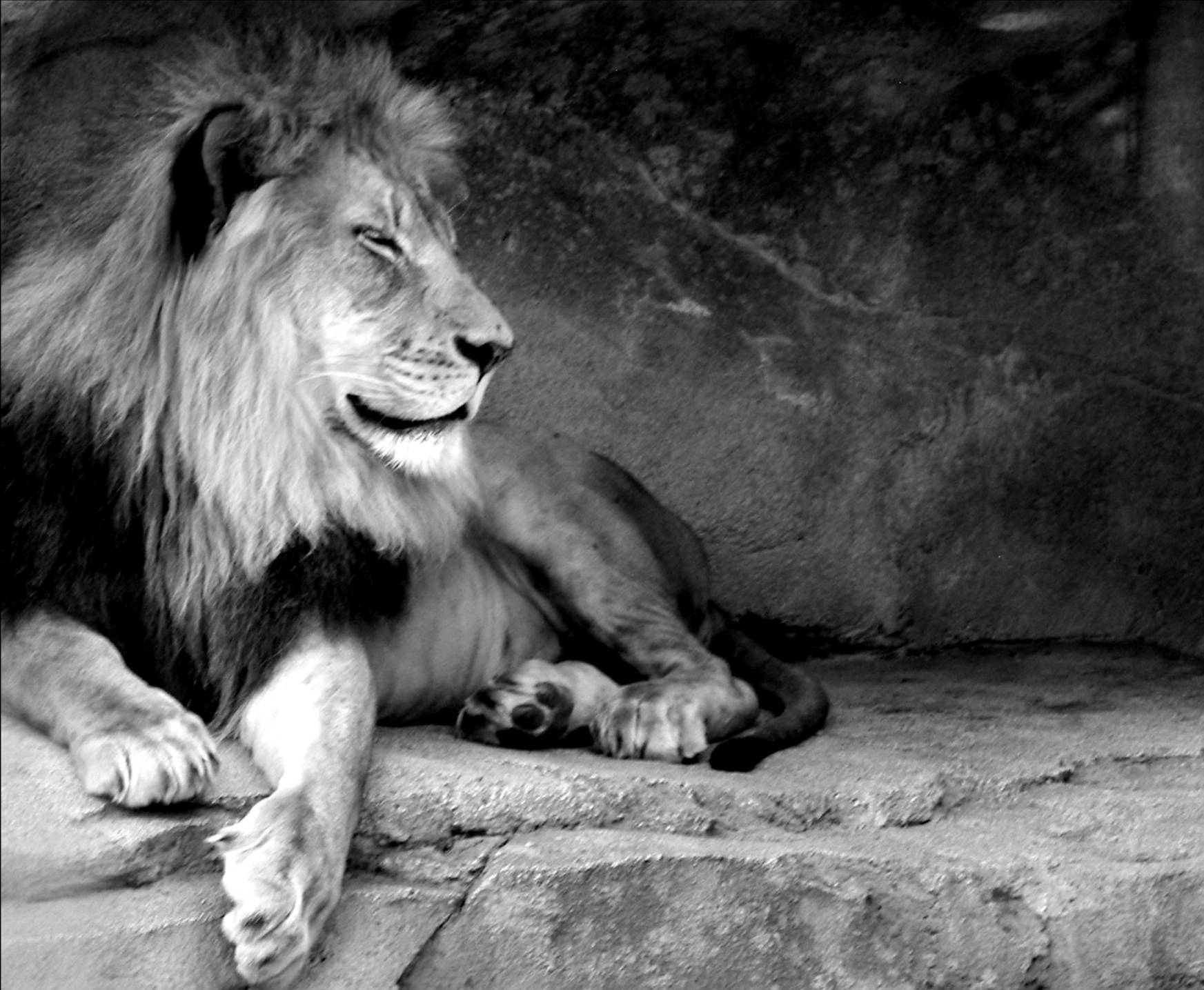 Leone bianco e nero, 2520x1080 Panoramico, iMac