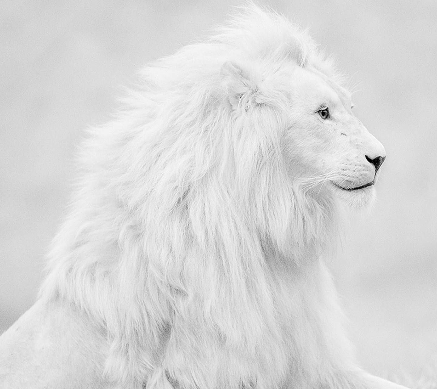 Leone bianco criniera folta, 1440x1280 HD, Desktop
