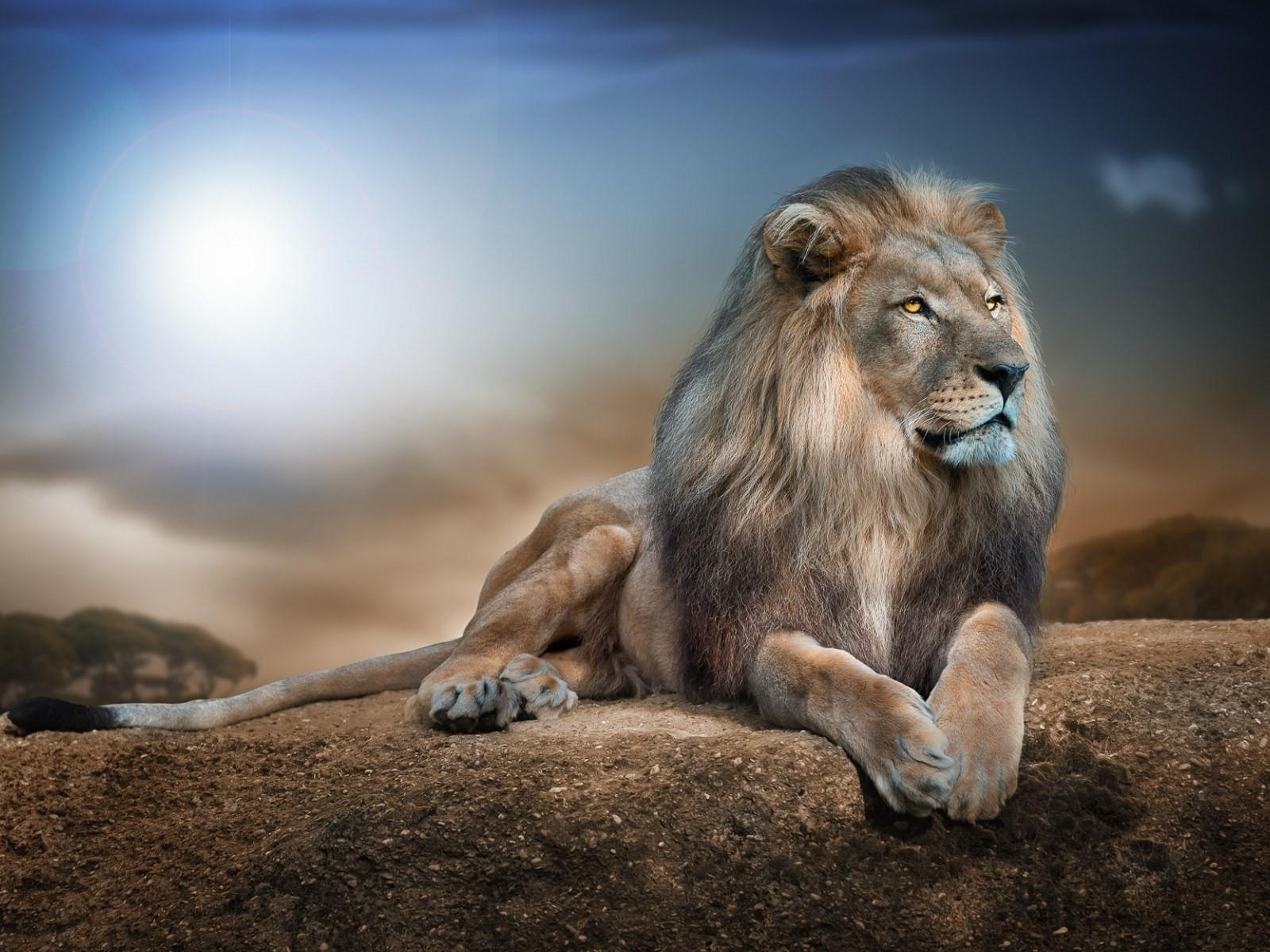 Leone bianco e nero, 1280x720 720p, PC