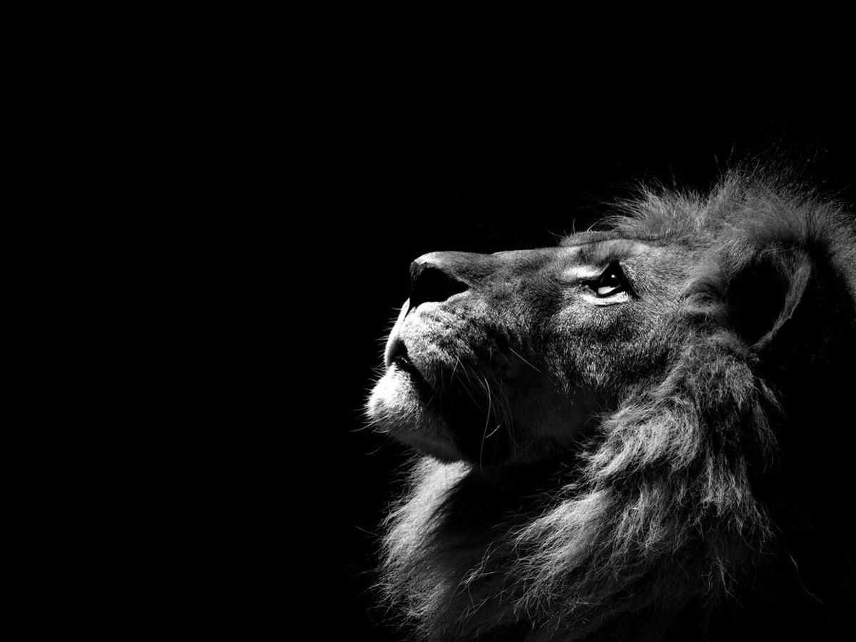 Leone bianco profilo, 1600x900 HD, PC