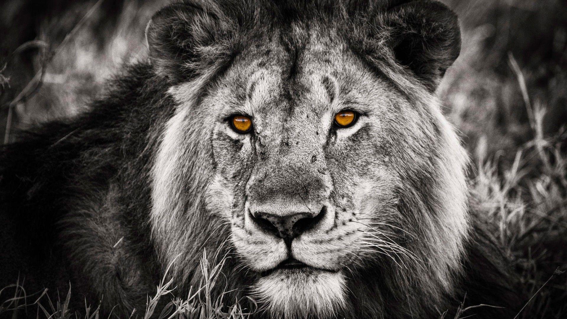 Leone bianco sdraiato erba, 2560x1600 2K+, MacBook Pro