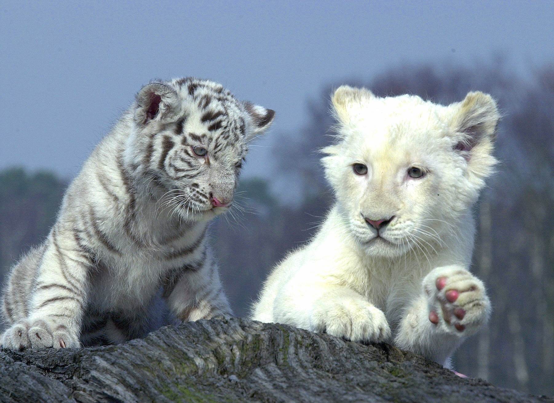 Gruppo di leoni bianchi, 1920x1080 Full HD, Laptop