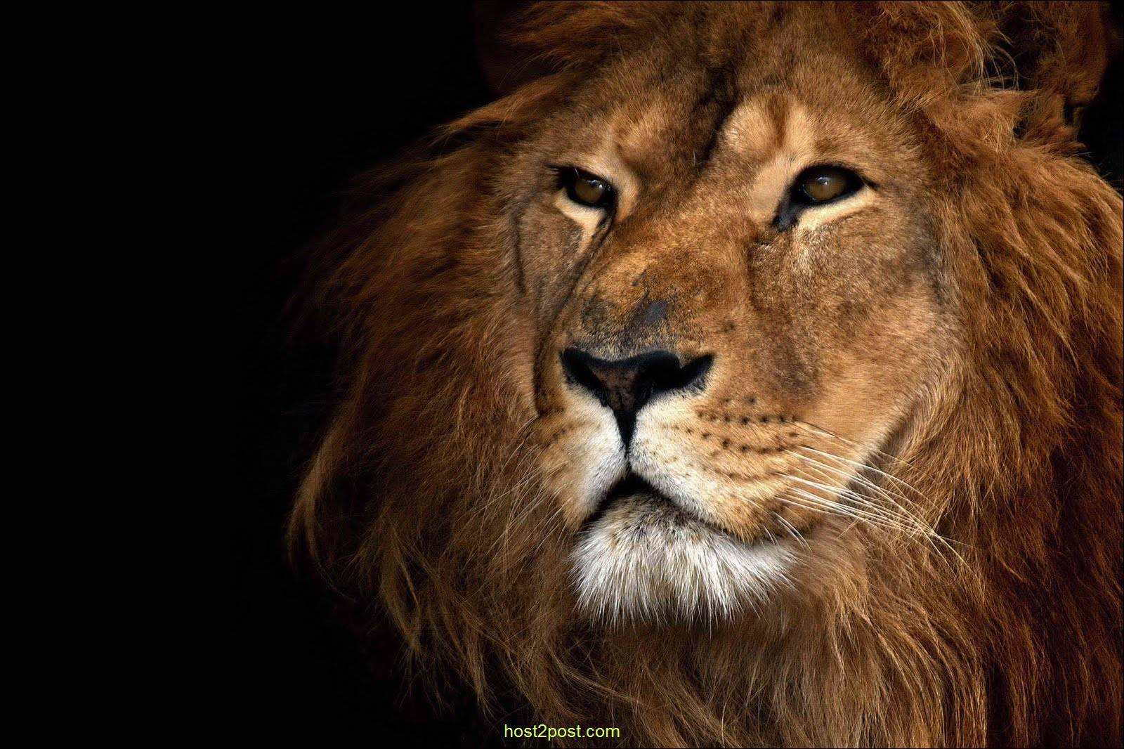 Leone bianco maestoso savana, 900x900 HD, Desktop