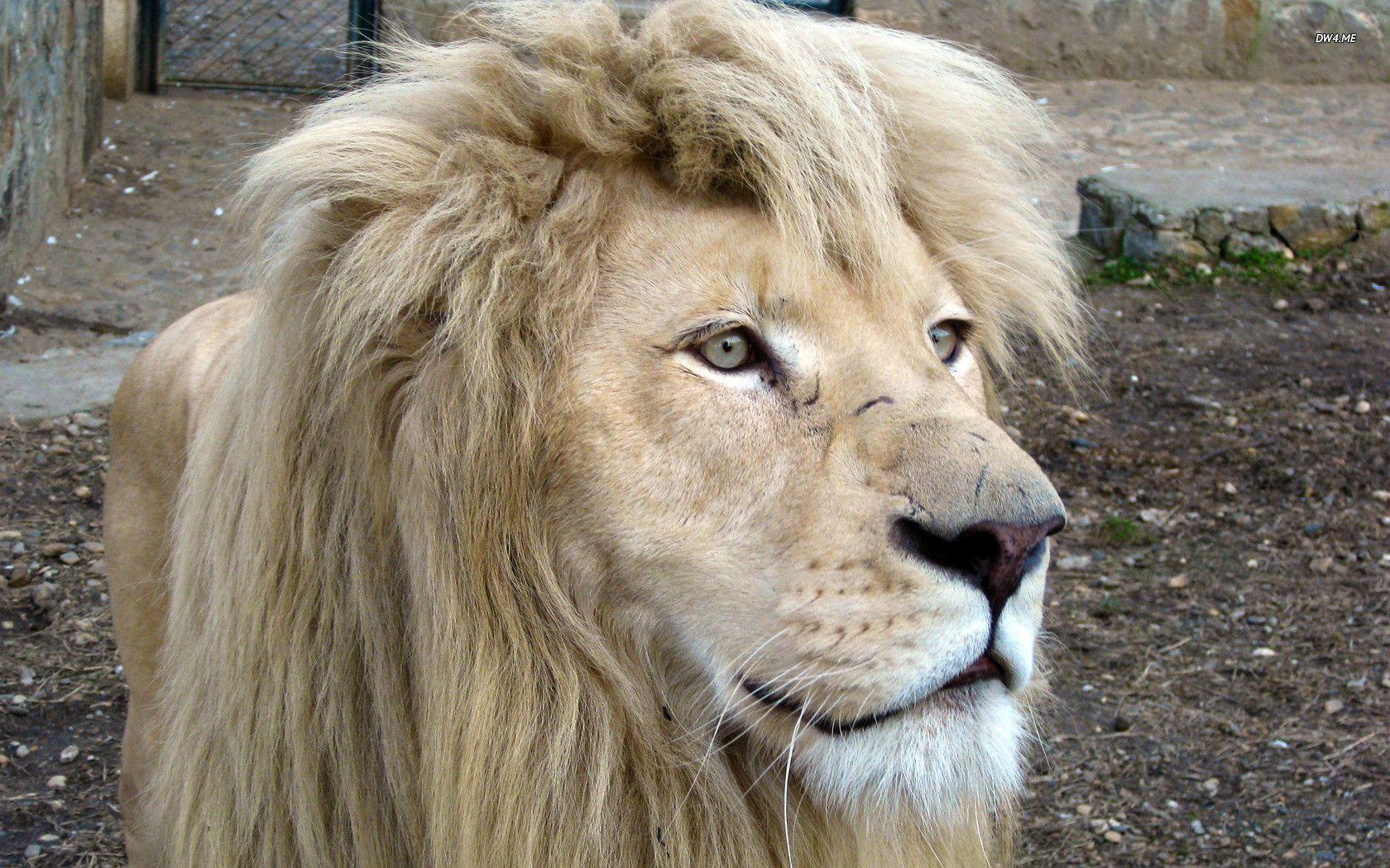 Leone sdraiato su roccia, 1600x1200 900p, HP Laptop