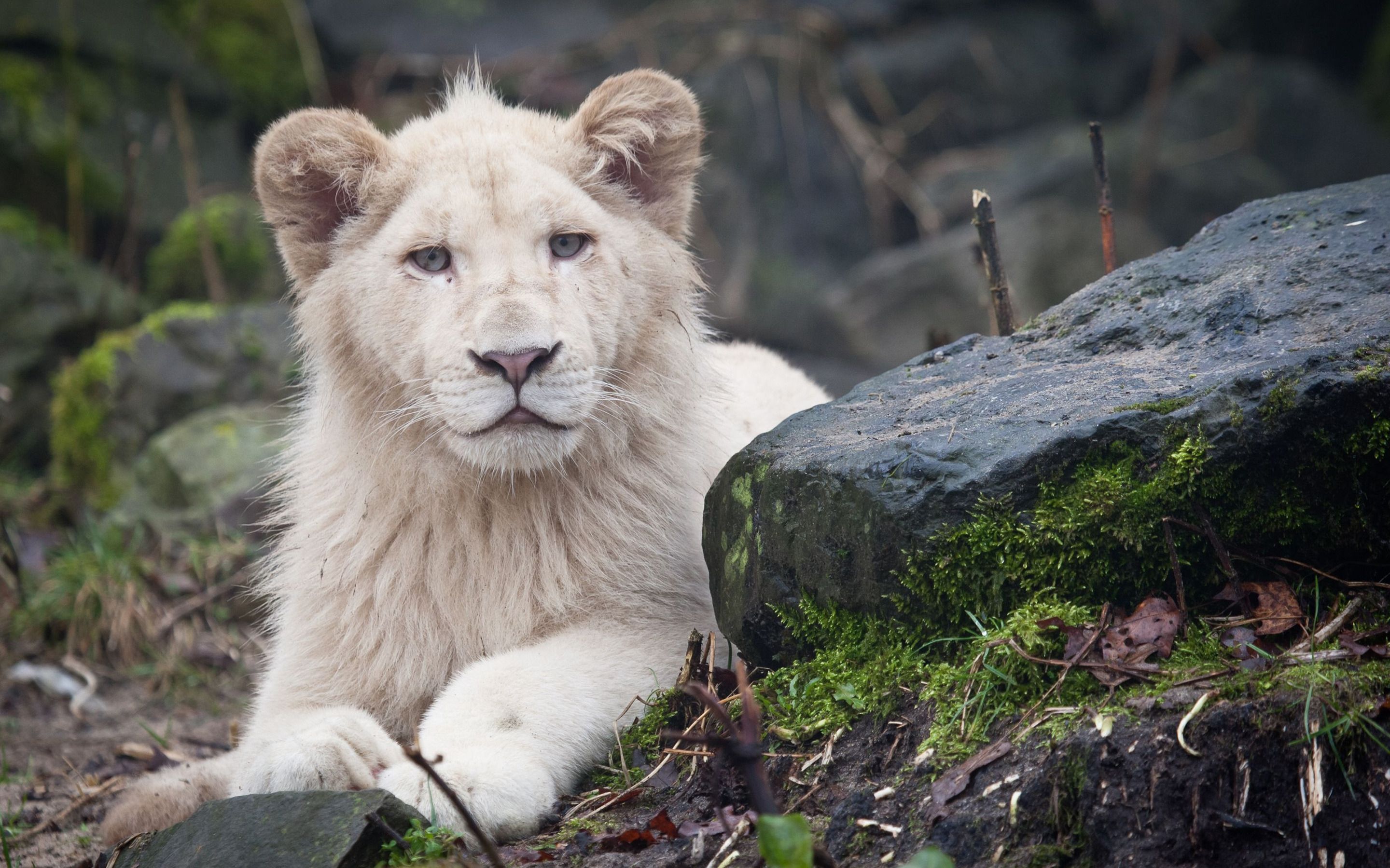 Cucciolo di leone bianco, 1680x1050 HD Ready, PC