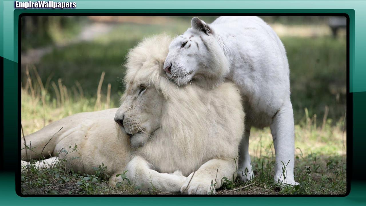 Cuccioli di leone bianco, 1600x1200 HD Ready, PC