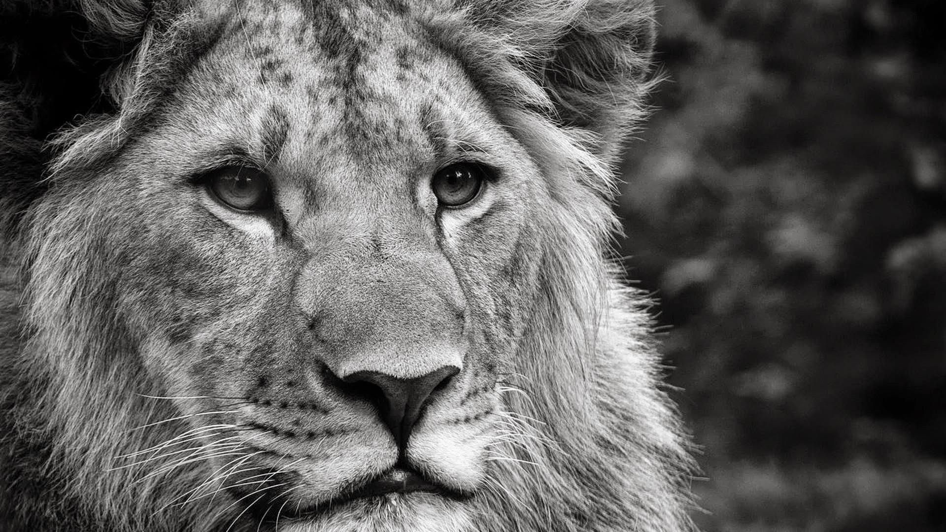 Leone bianco addormentato erba, 1920x1080 Full HD 1080p, PC