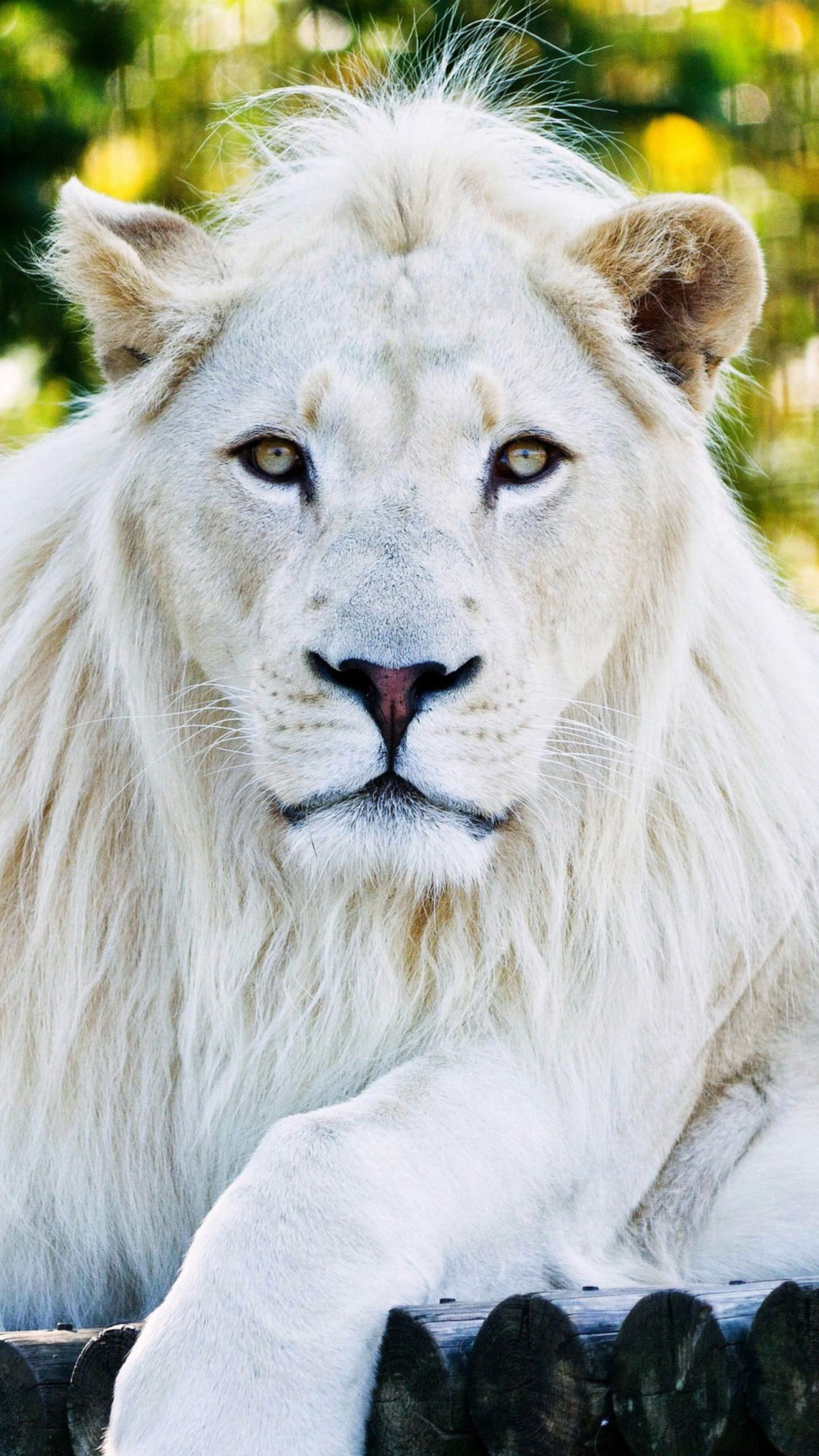 Leone bianco sdraiato, 2160x3840 Full HD Verticale, iPhone