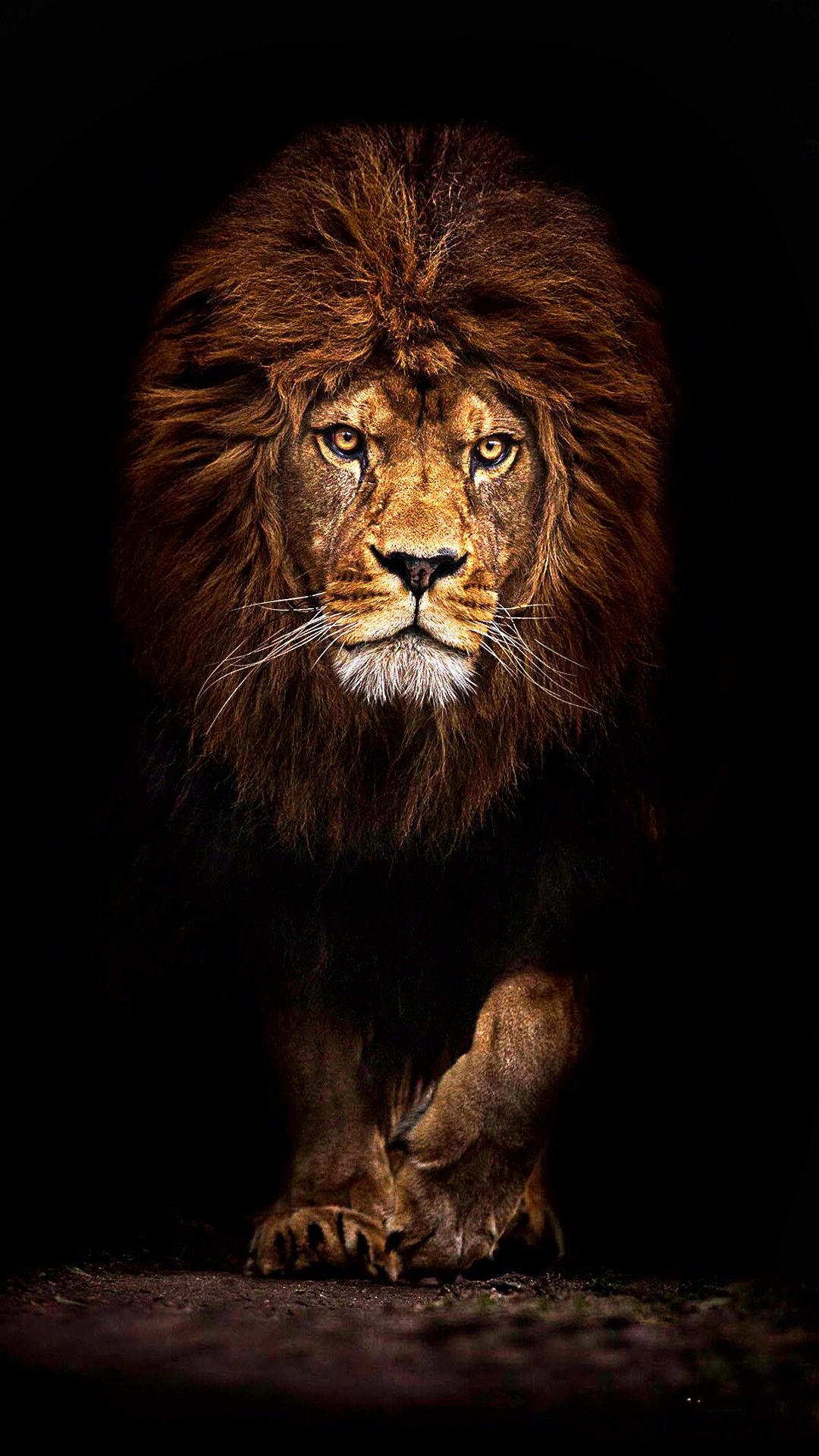 Leone su sfondo nero, 1080x1920 Verticale, Telefono