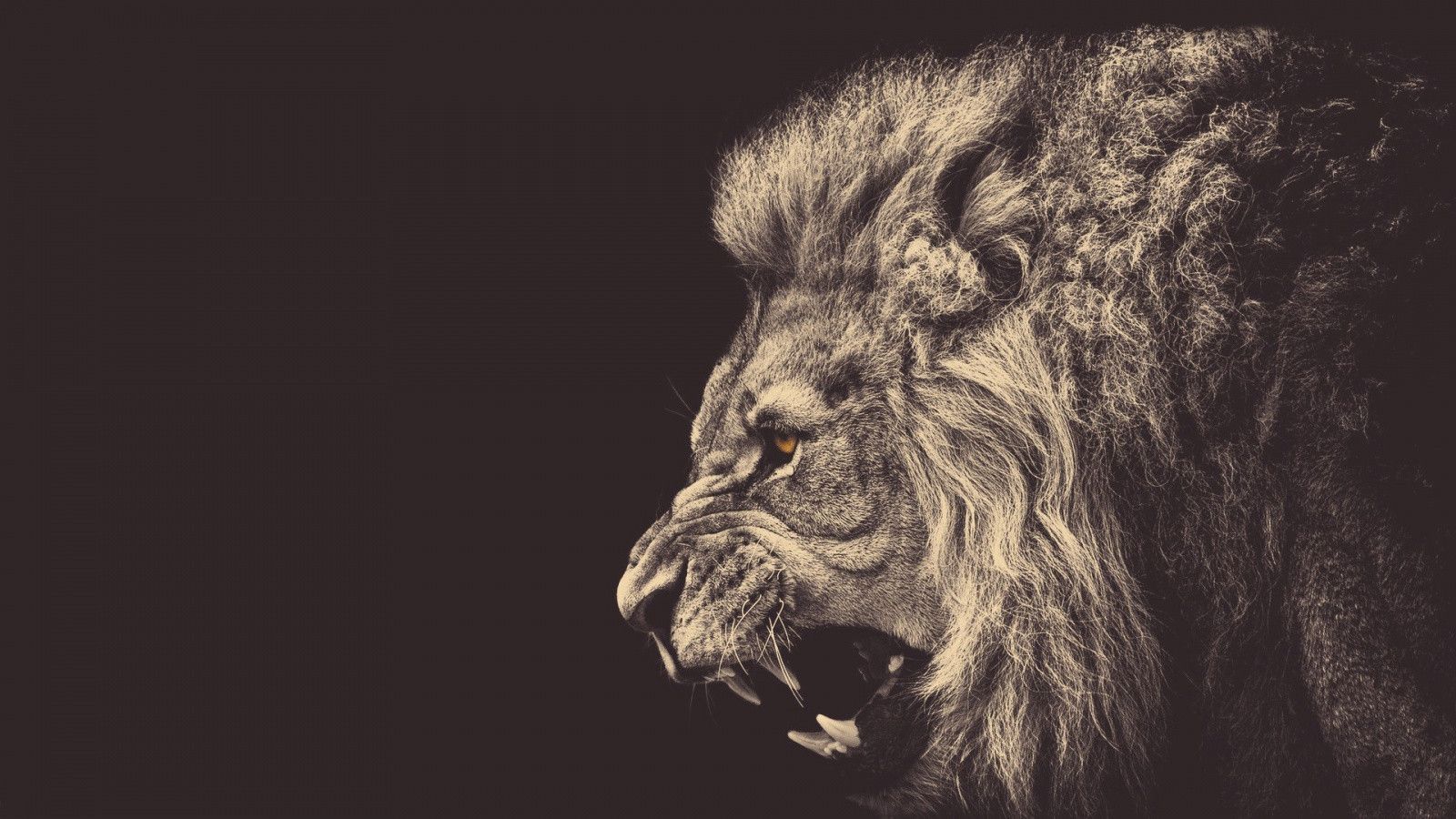 Leone con corona reale, 900x900 HD, PC