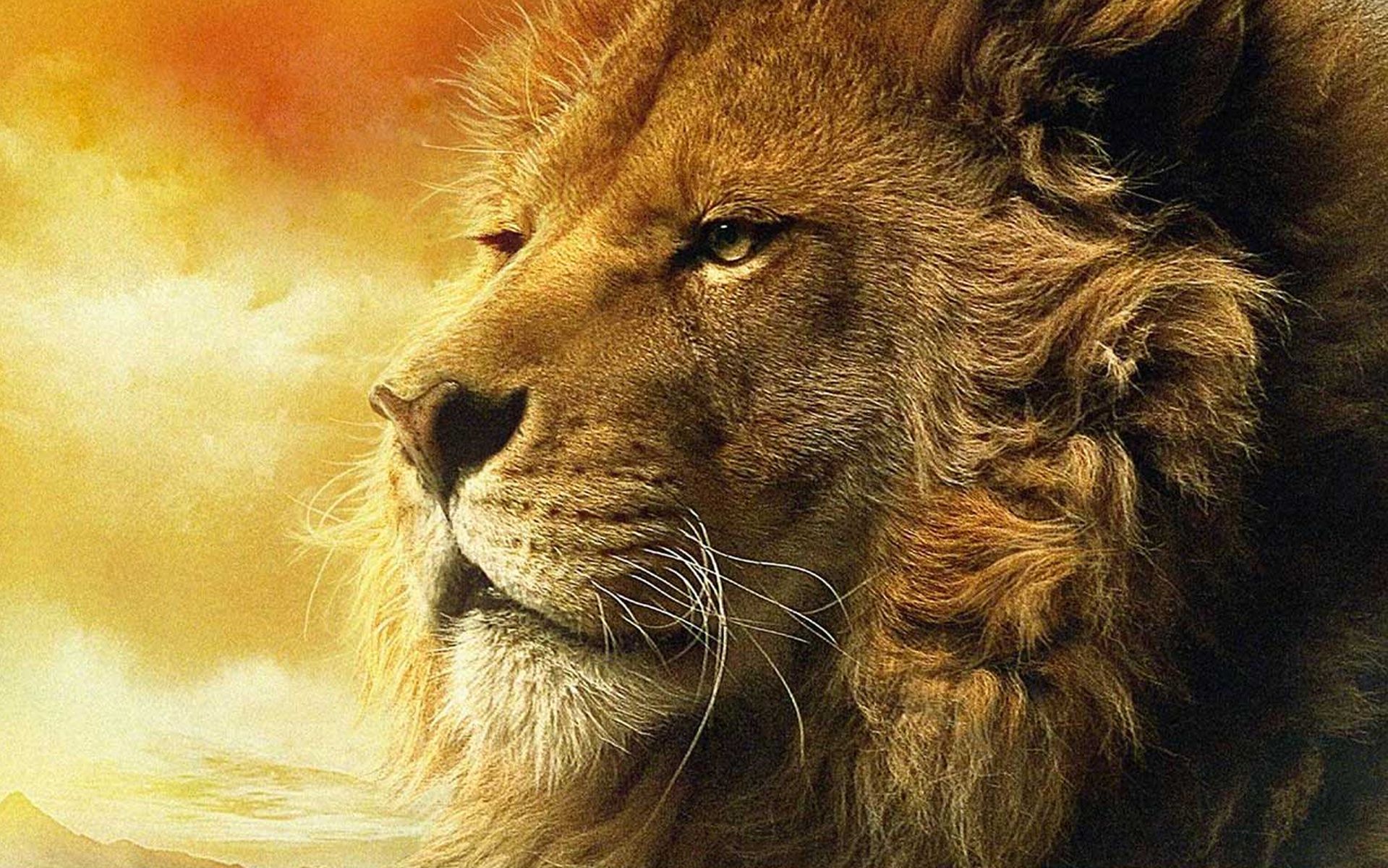 Leone ruggente sfondo scuro, 1600x900 HD, Laptop