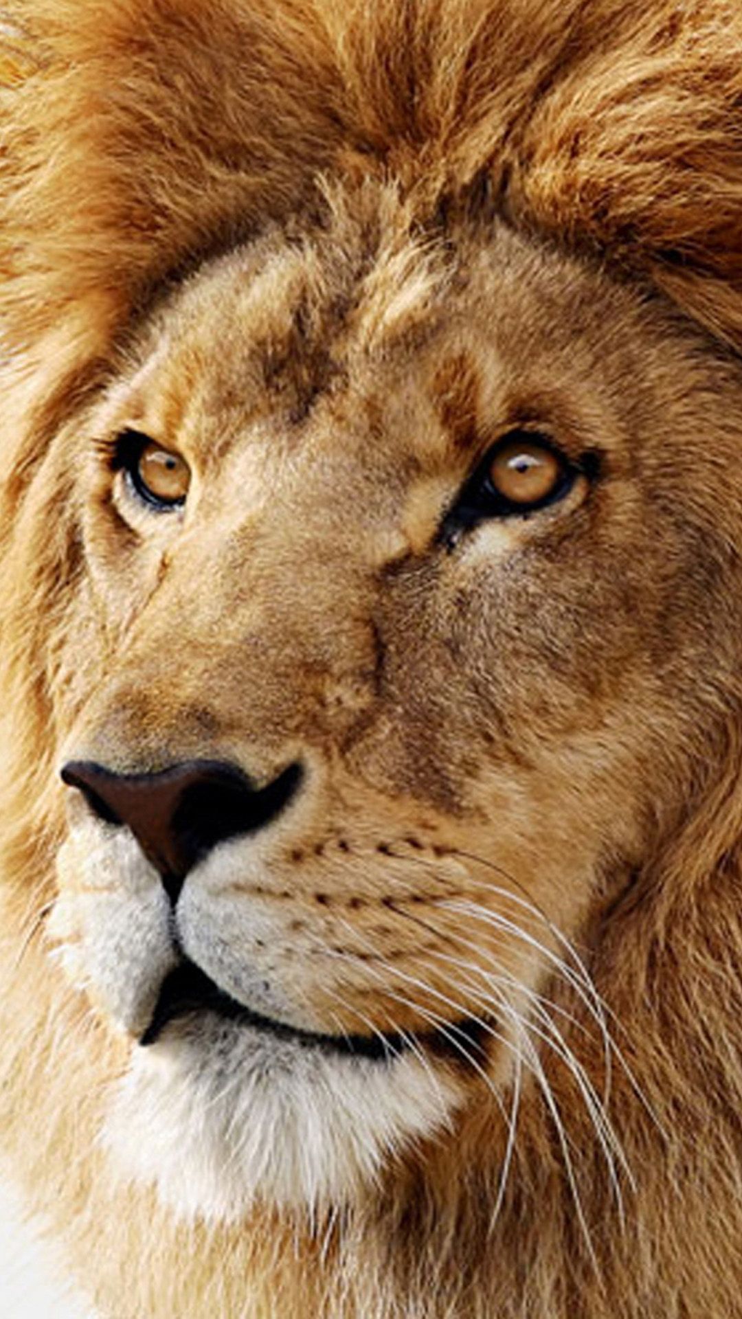 Leone con criniera su nero, 2160x3840 Full HD Verticale, iPhone