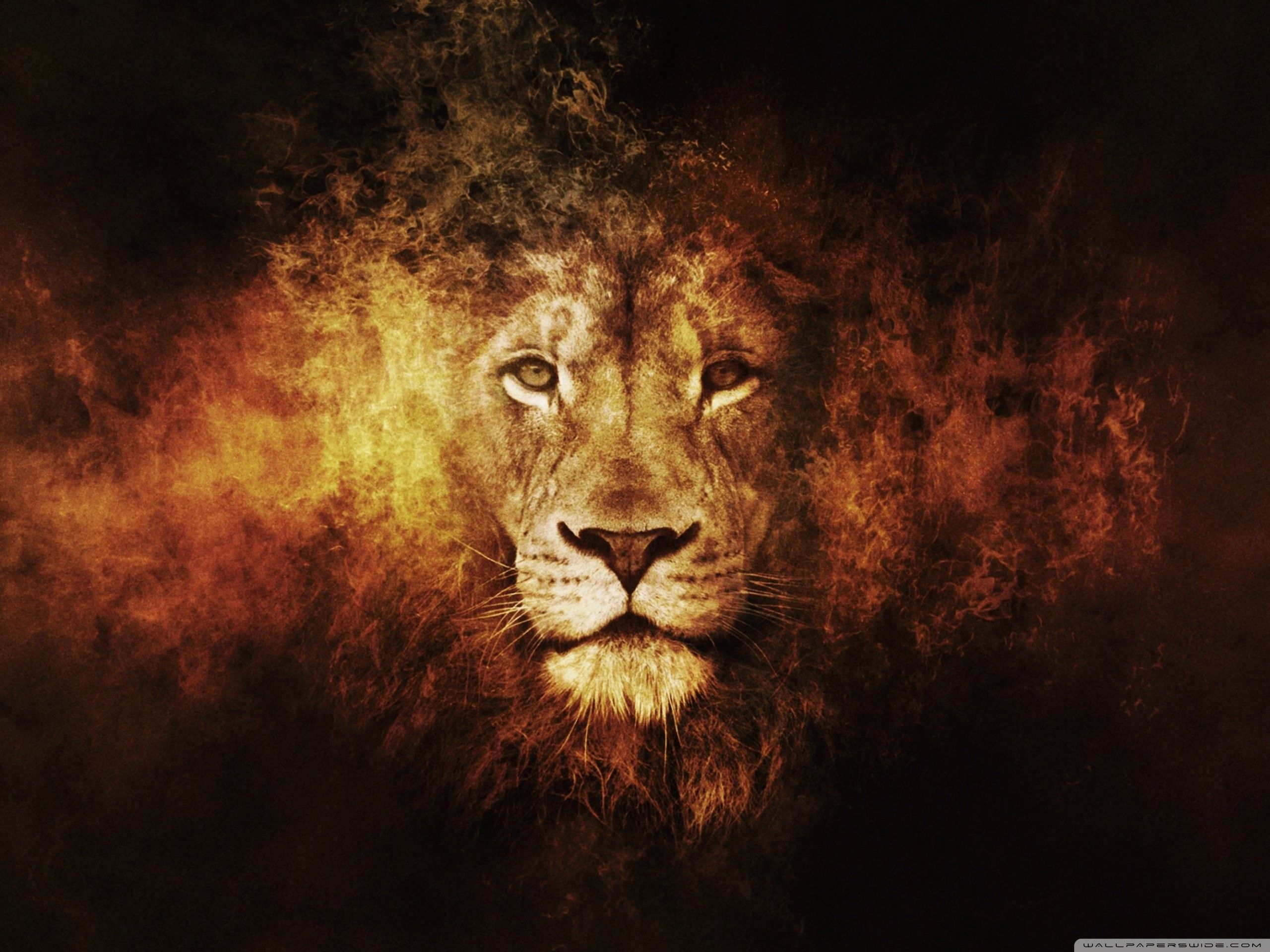 Leone con criniera di fuoco, 2560x1920 WQXGA, Desktop