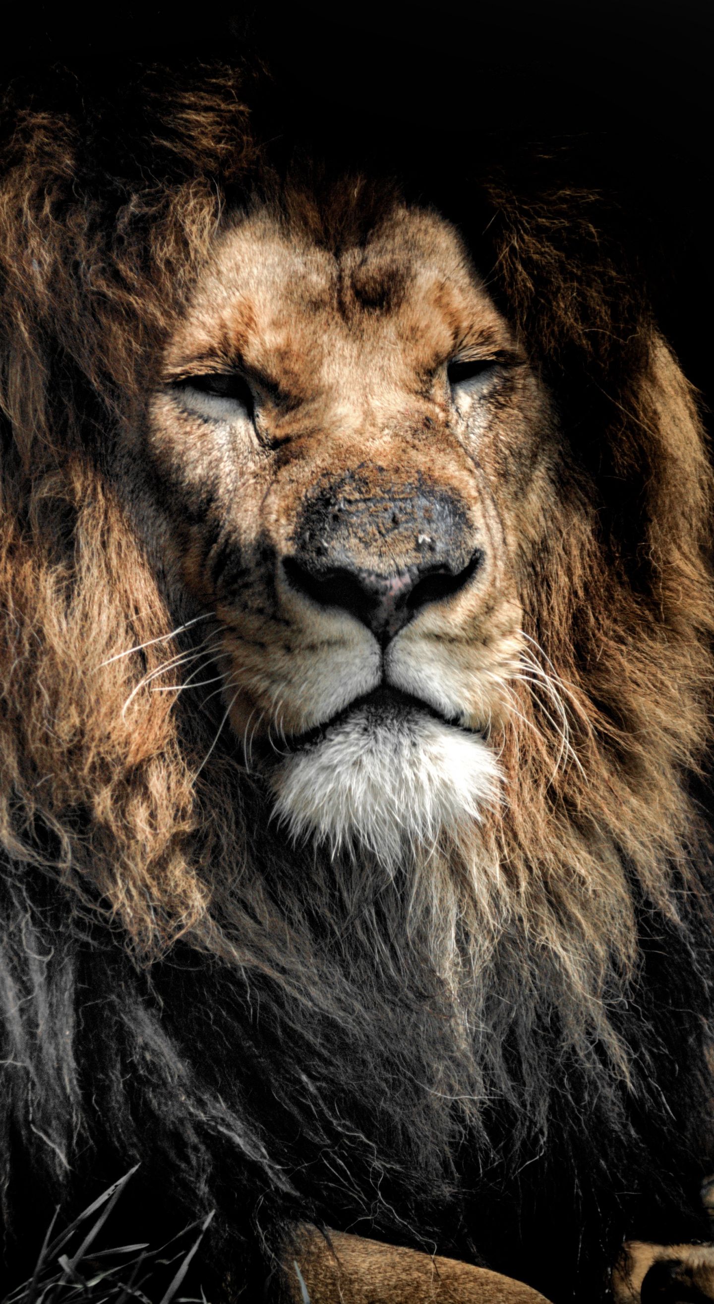 Leone anziano, sfondo scuro, 1440x2630 Full HD Verticale, Galaxy A
