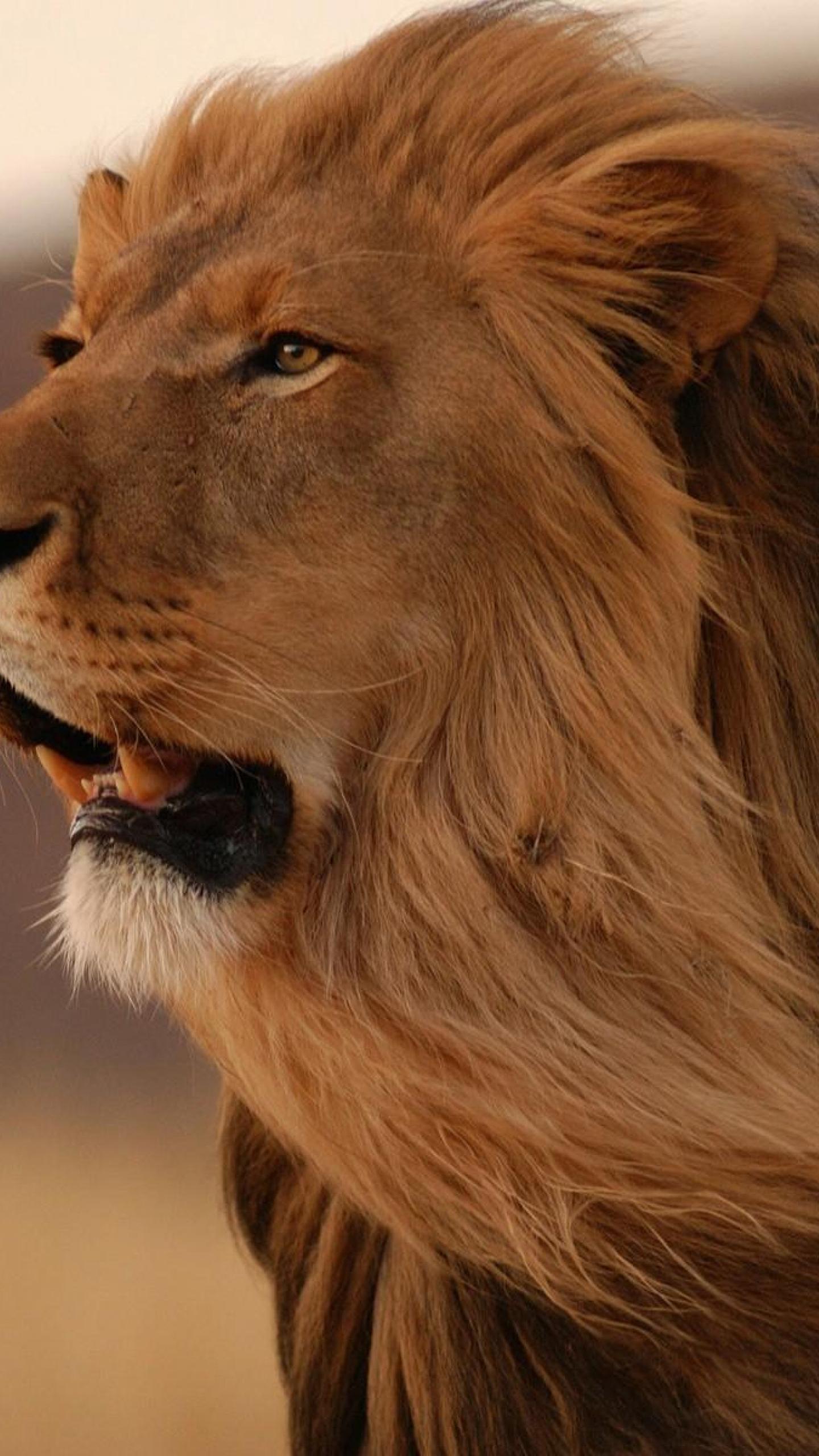 Leone con criniera dorata, 1440x2560 Full HD Verticale, Galaxy S