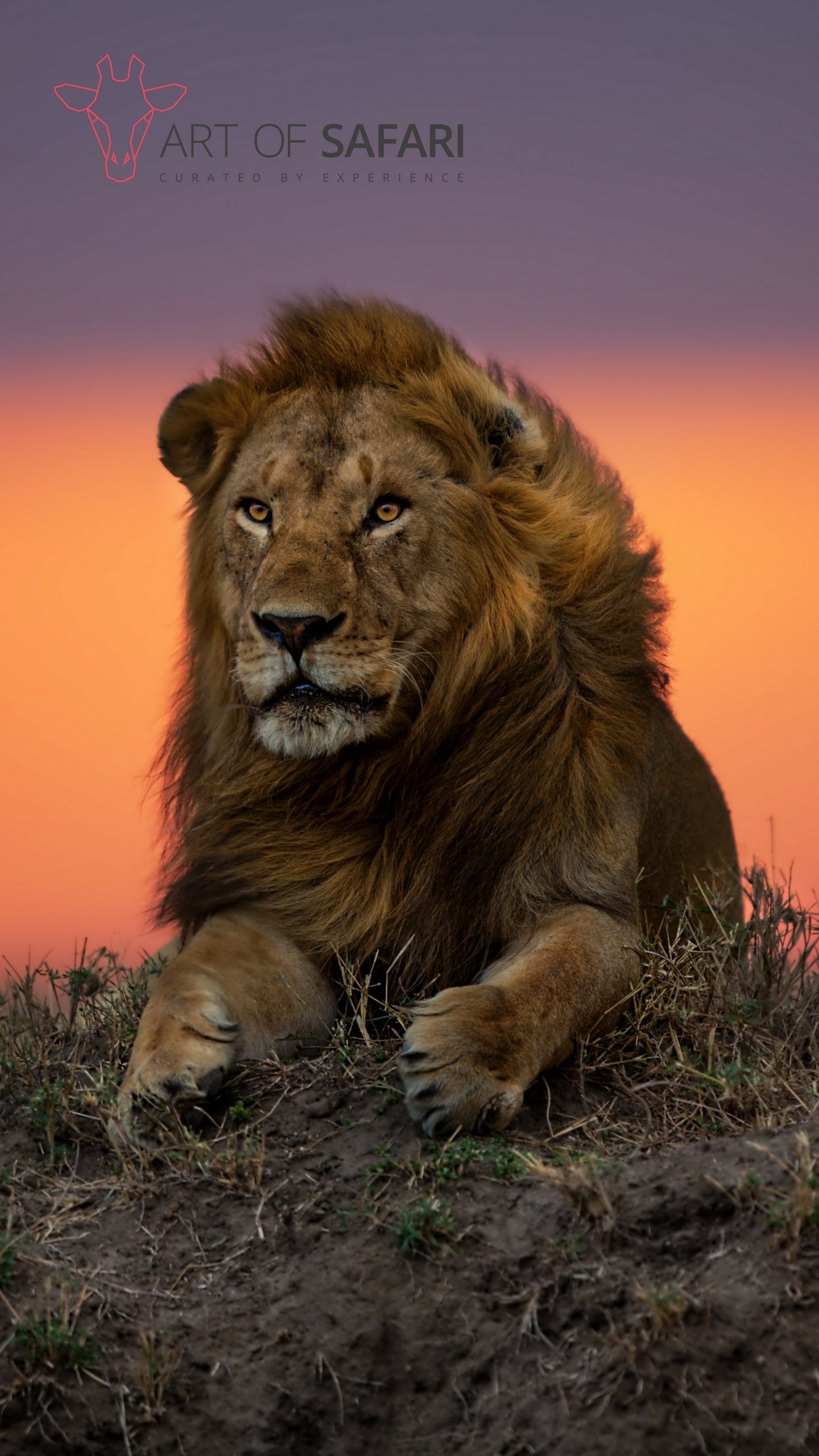 Leone al tramonto, 1440x2560 Full HD Verticale, Galaxy A