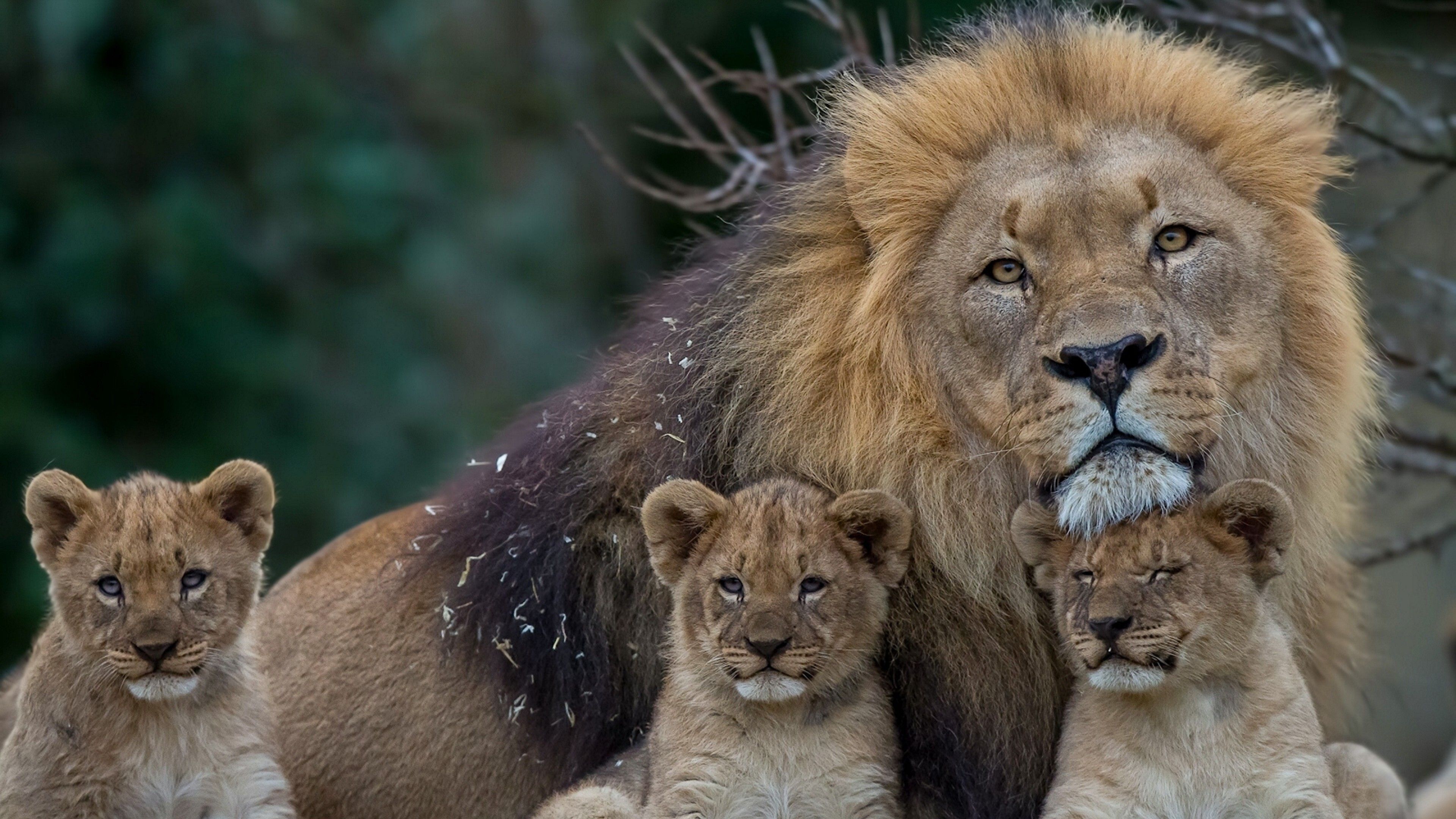 Leone con tre cuccioli, 3840x2160 4K Ultra HD, Monitor 4K