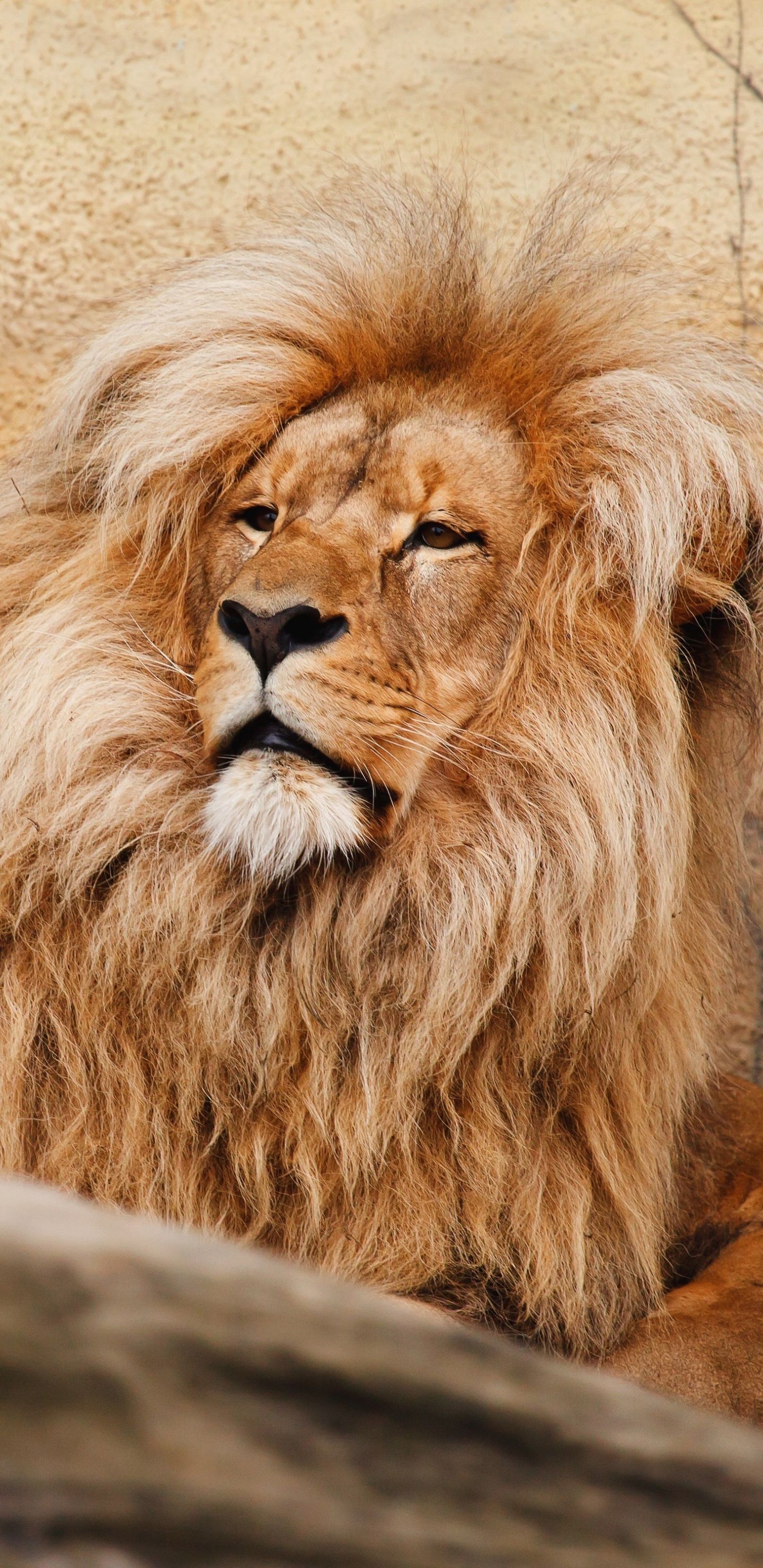 Leone maestoso con criniera, 1440x2960 Full HD Verticale, Galaxy A