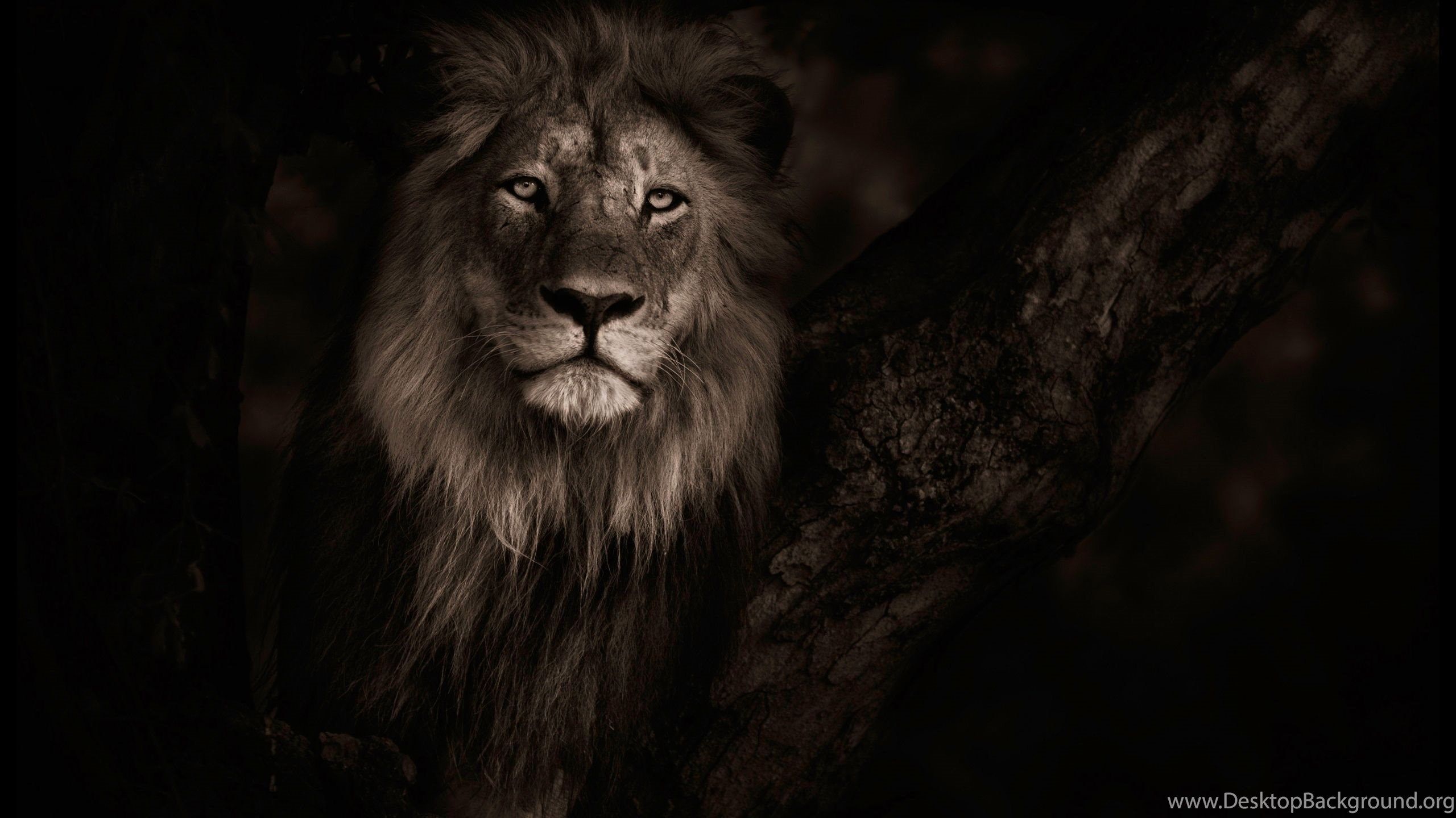 Leone nel buio, seppia, 2560x1440 2K, Desktop