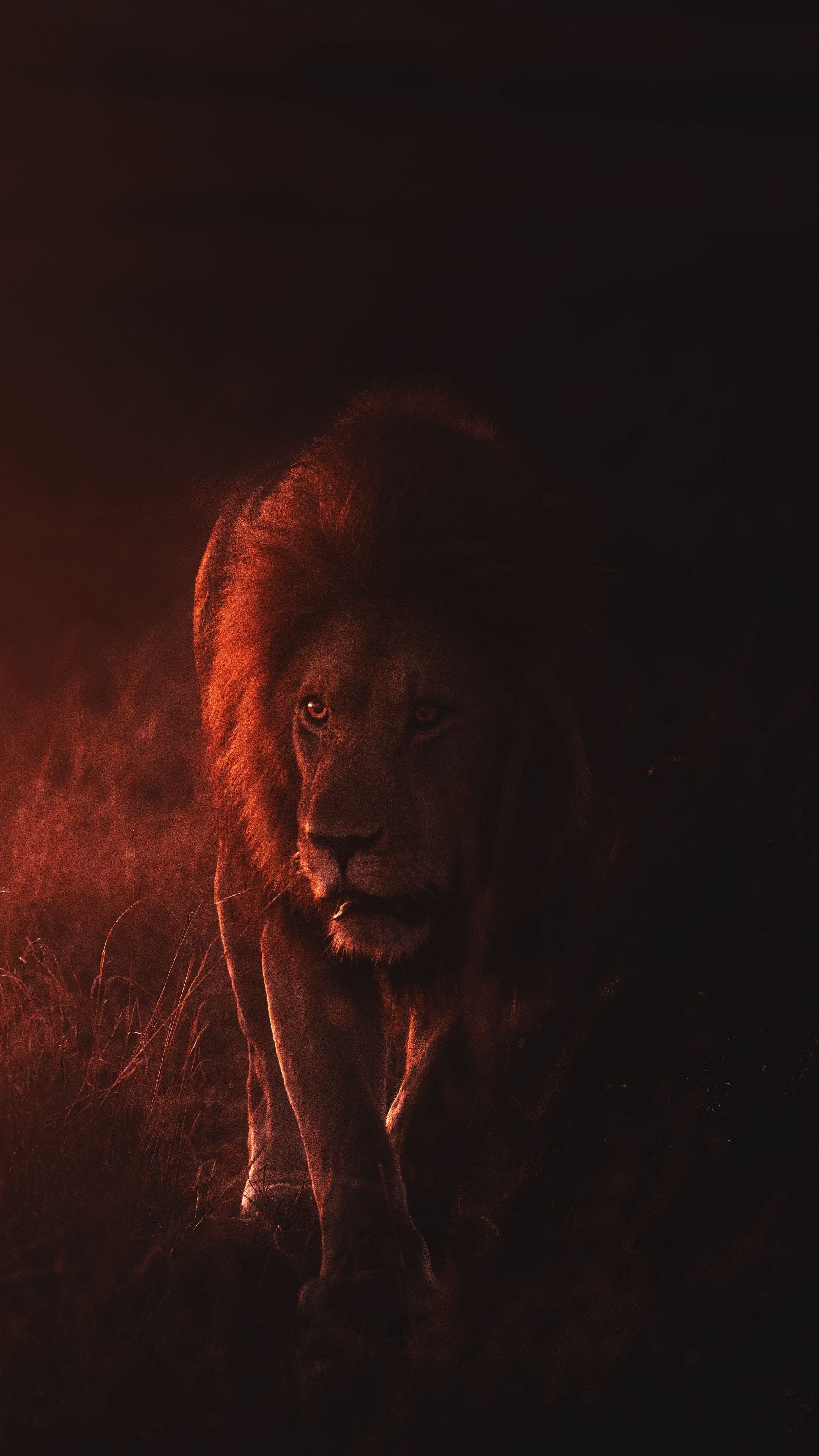 Leone al tramonto, 2160x3840 Verticale, Galaxy Ultra