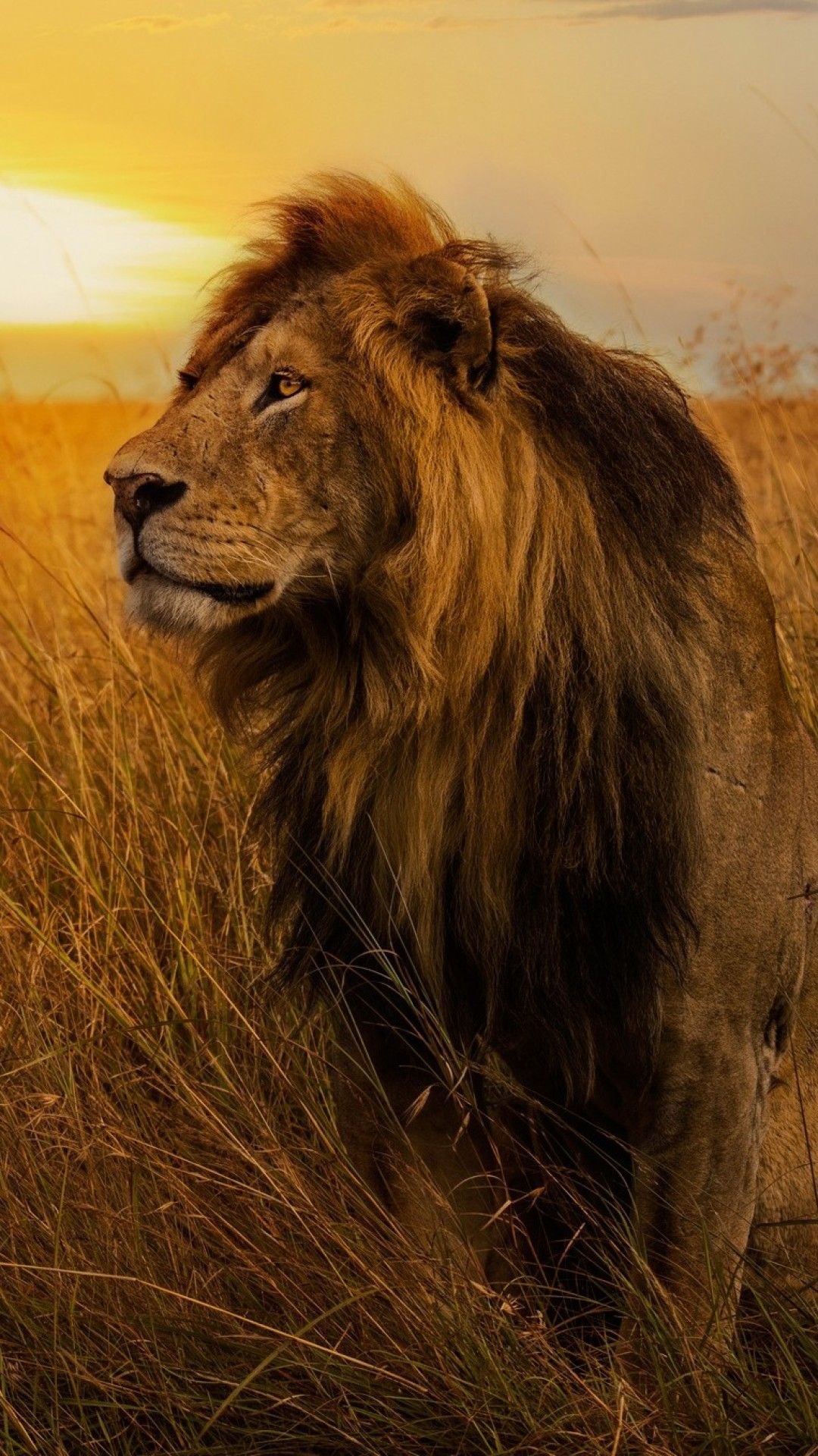 Leone al tramonto savana, 1080x1920 Full HD Verticale, Galaxy A