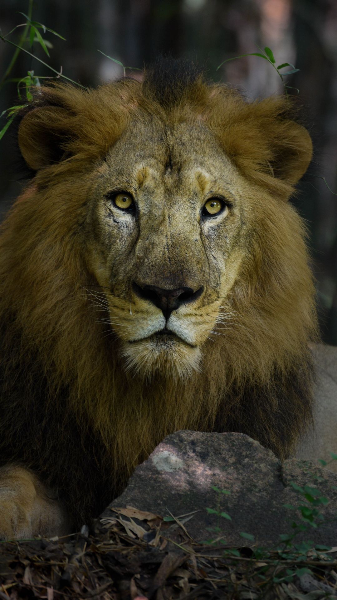 Leone con criniera scura, 1080x1920 Full HD Verticale, Galaxy Z