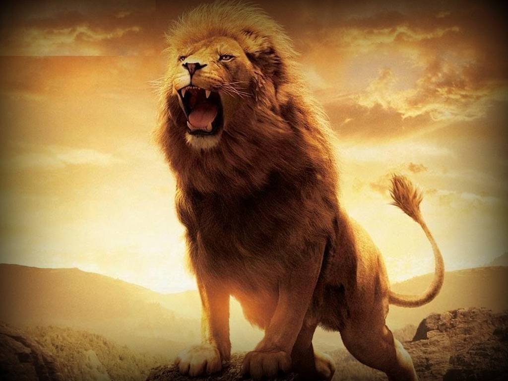 Leone ruggente su collina, 1024x768 HD, PC