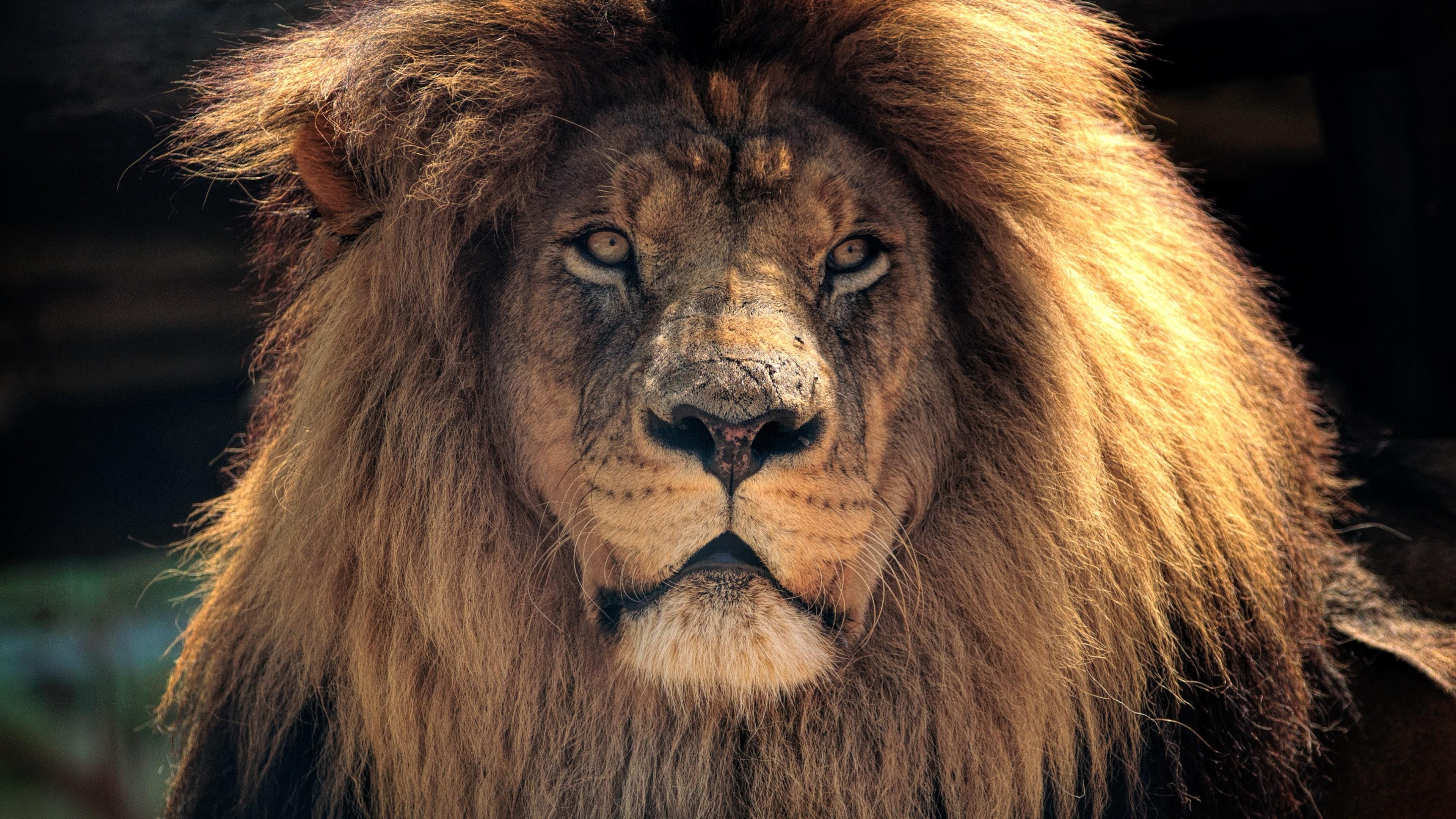 Leone con criniera folta, 3840x2160 4K, Monitor 4K