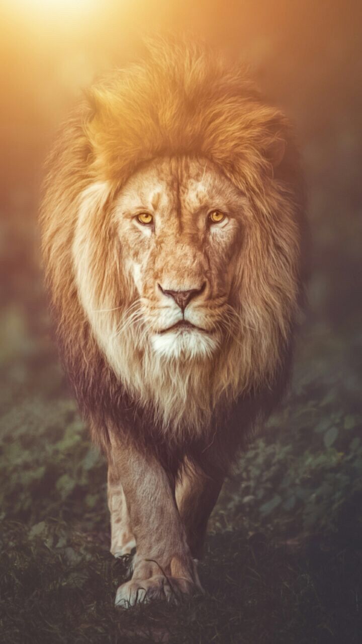 Leone che cammina, controluce dorato, 720x1280 Full HD Verticale, Smartphone