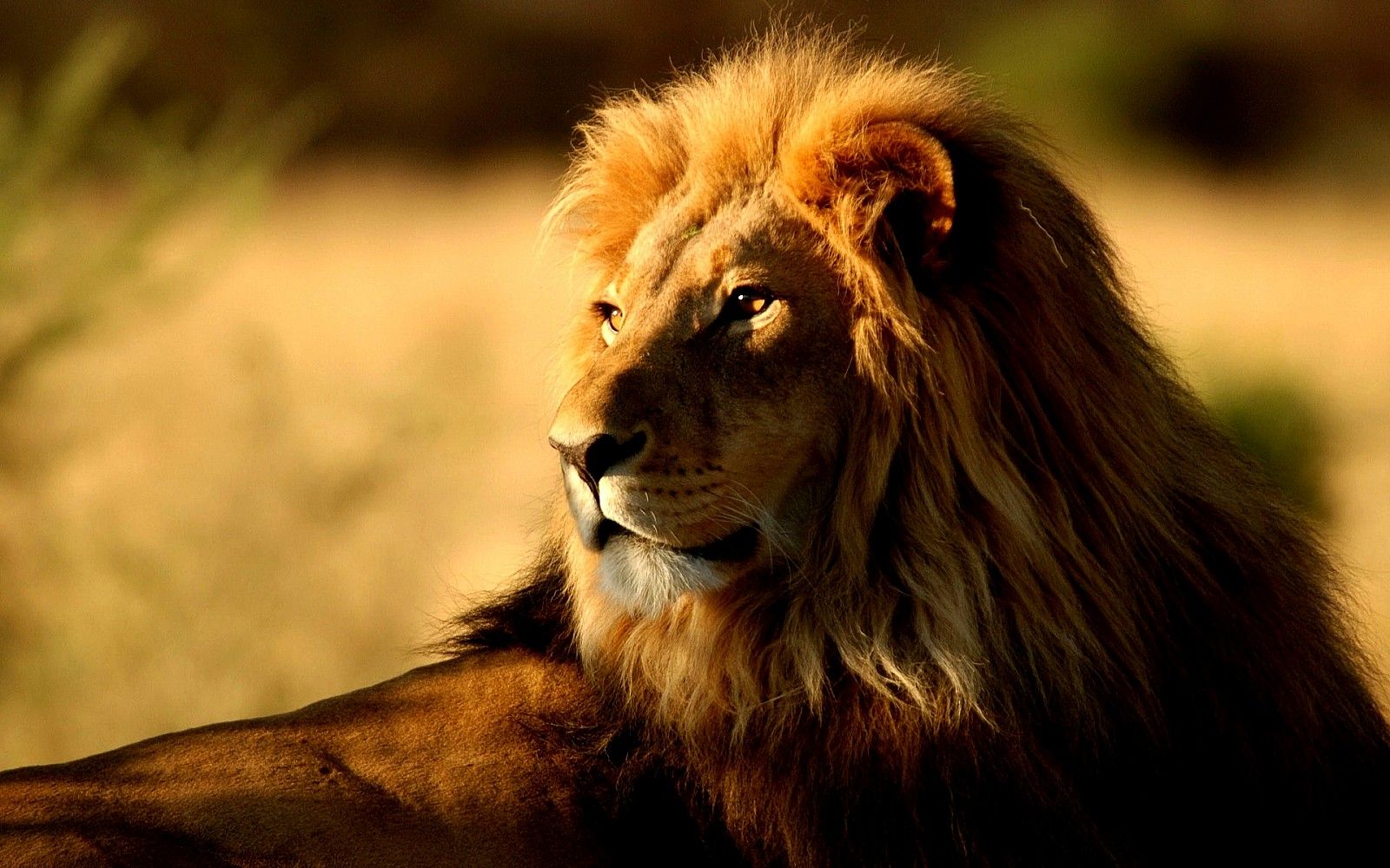Leone con folta criniera, 1600x1000 900p, Desktop