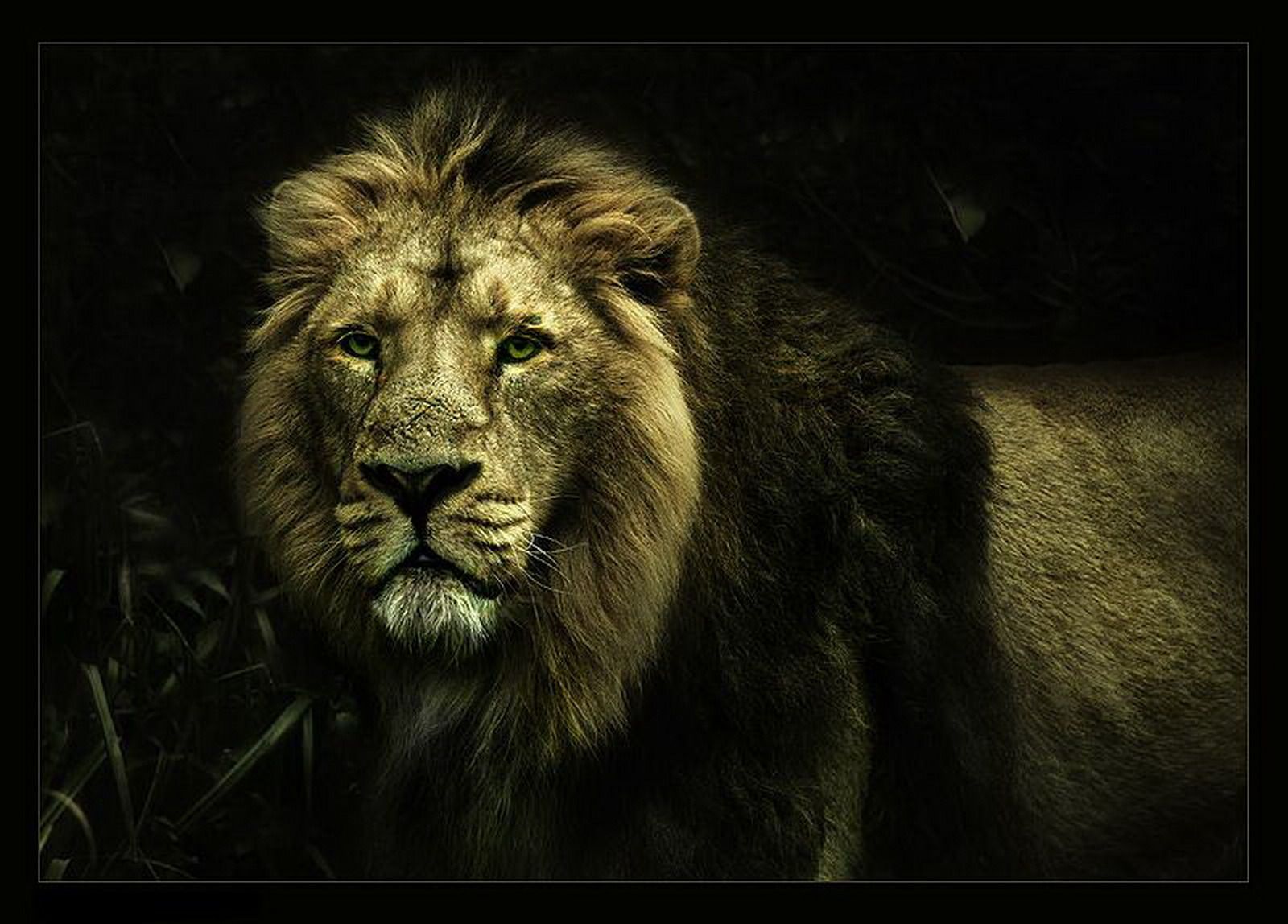 Leone maschio sguardo intenso, 1600x1148 HD, Desktop