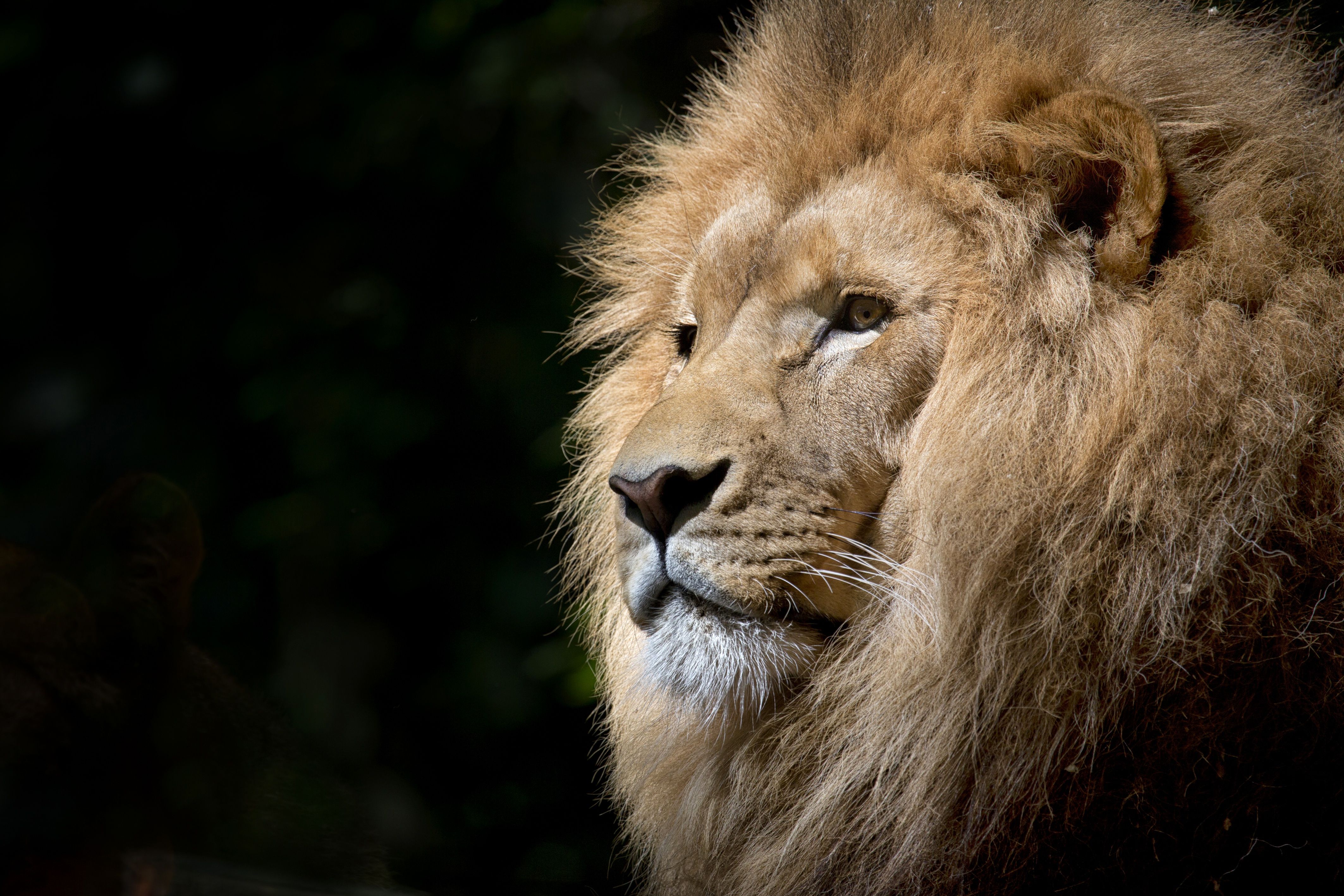 Leone con criniera dorata, 4252x2835 4K Ultra HD, Monitor 4K