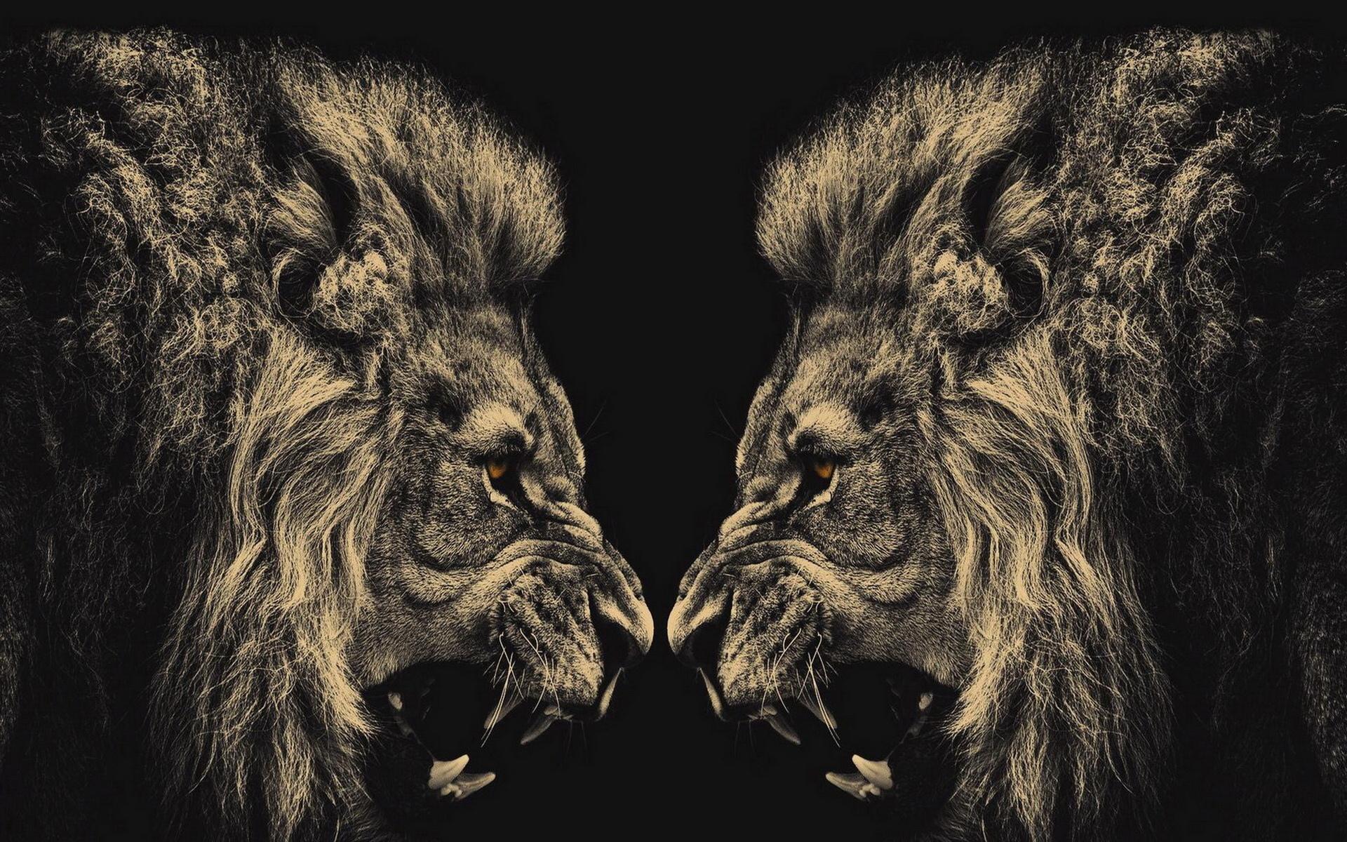 Due leoni ruggenti specchiati, 1920x1200 Full HD+ WUXGA, Laptop