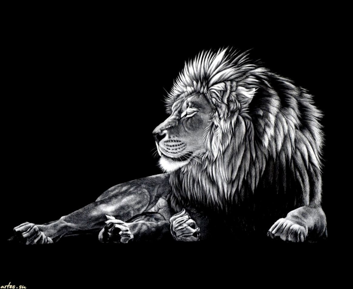 Leone disegno bianco e nero, 1164x952 HD, Desktop