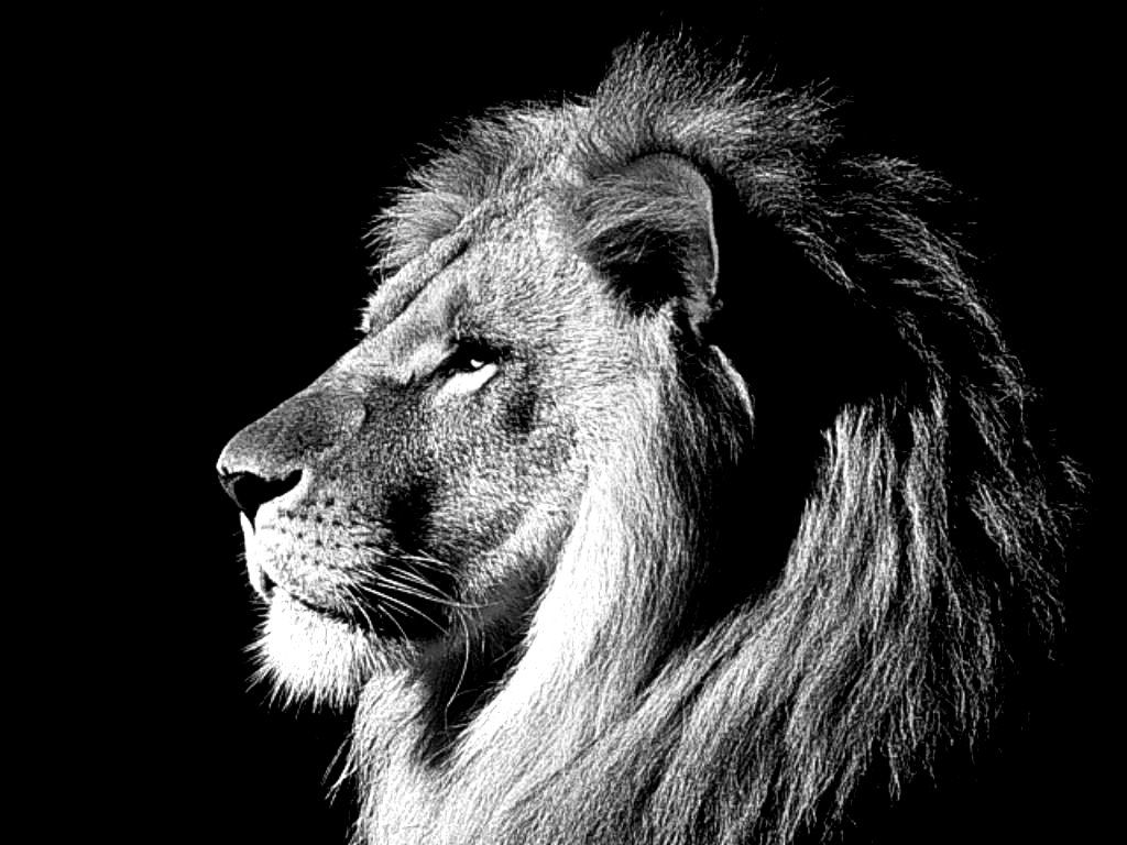 Leone bianco e nero, 1024x768 HD, PC