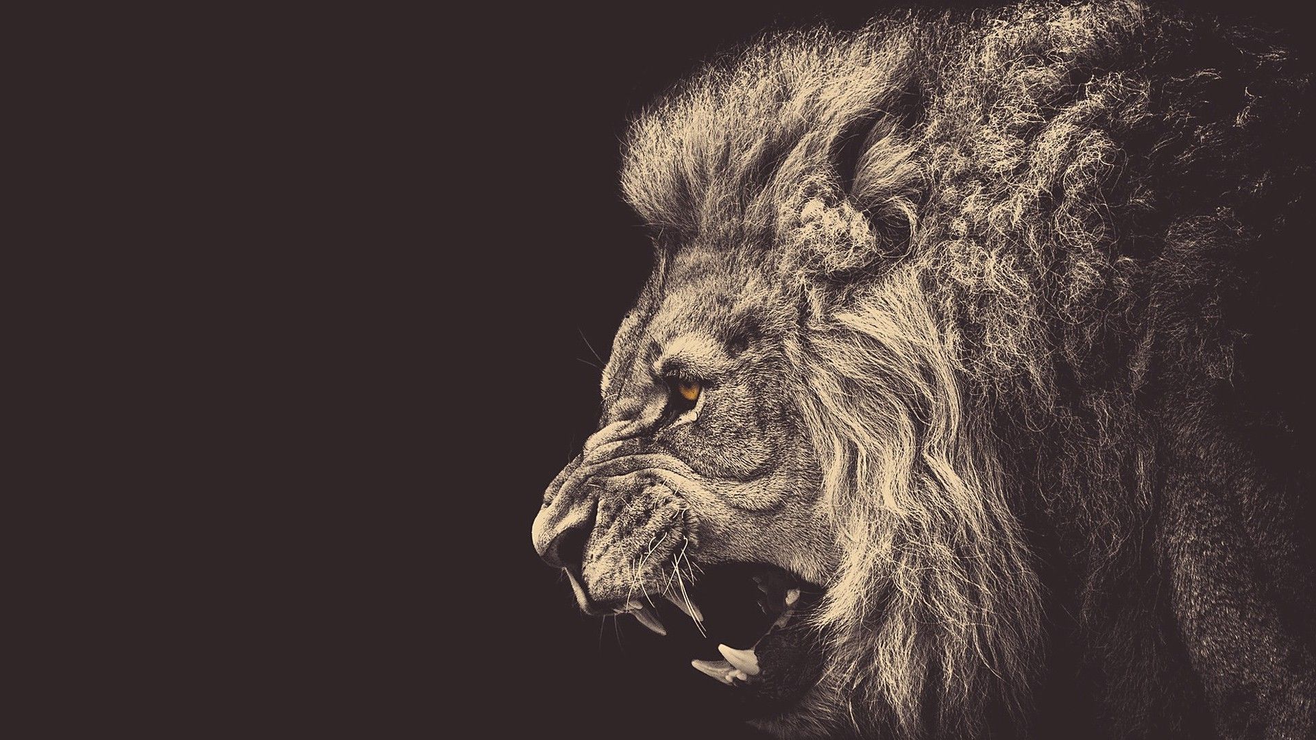 Leone ruggente sfondo scuro, 1920x1080 Full HD, Desktop