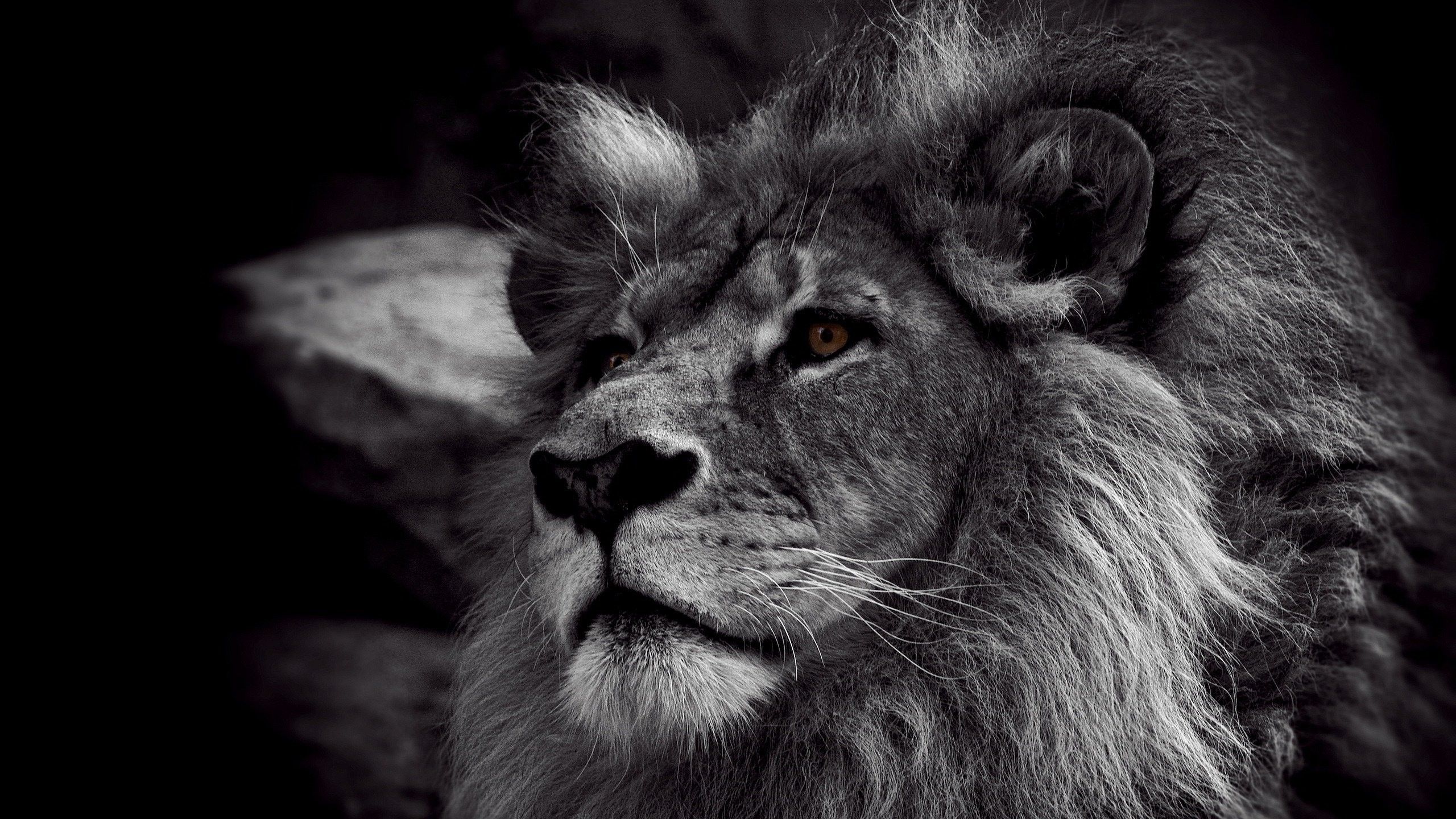 Leone in bianco e nero, 2560x1440 2K QHD, Monitor Gaming