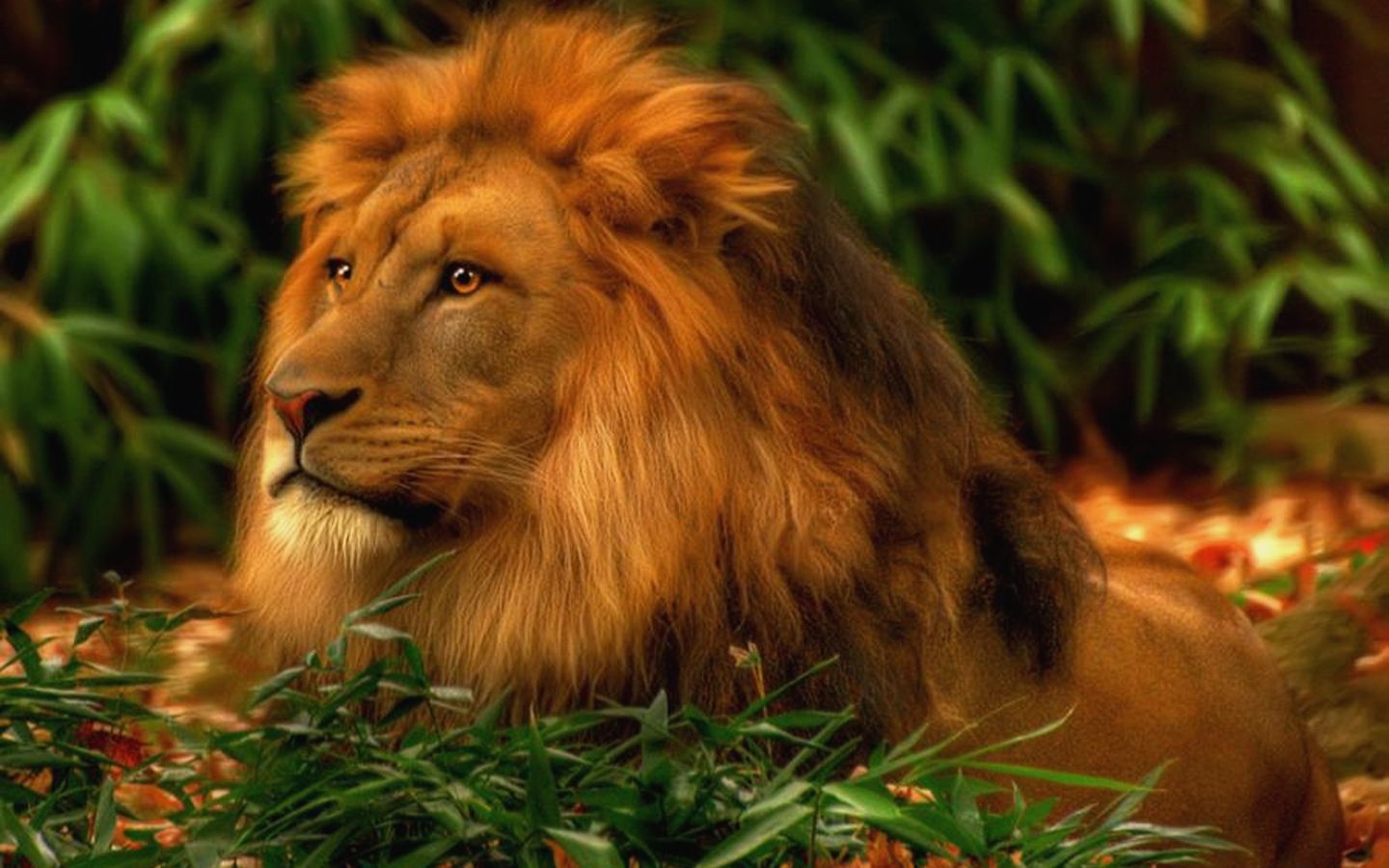 Leone sdraiato nella giungla, 1440x900 HD, Desktop