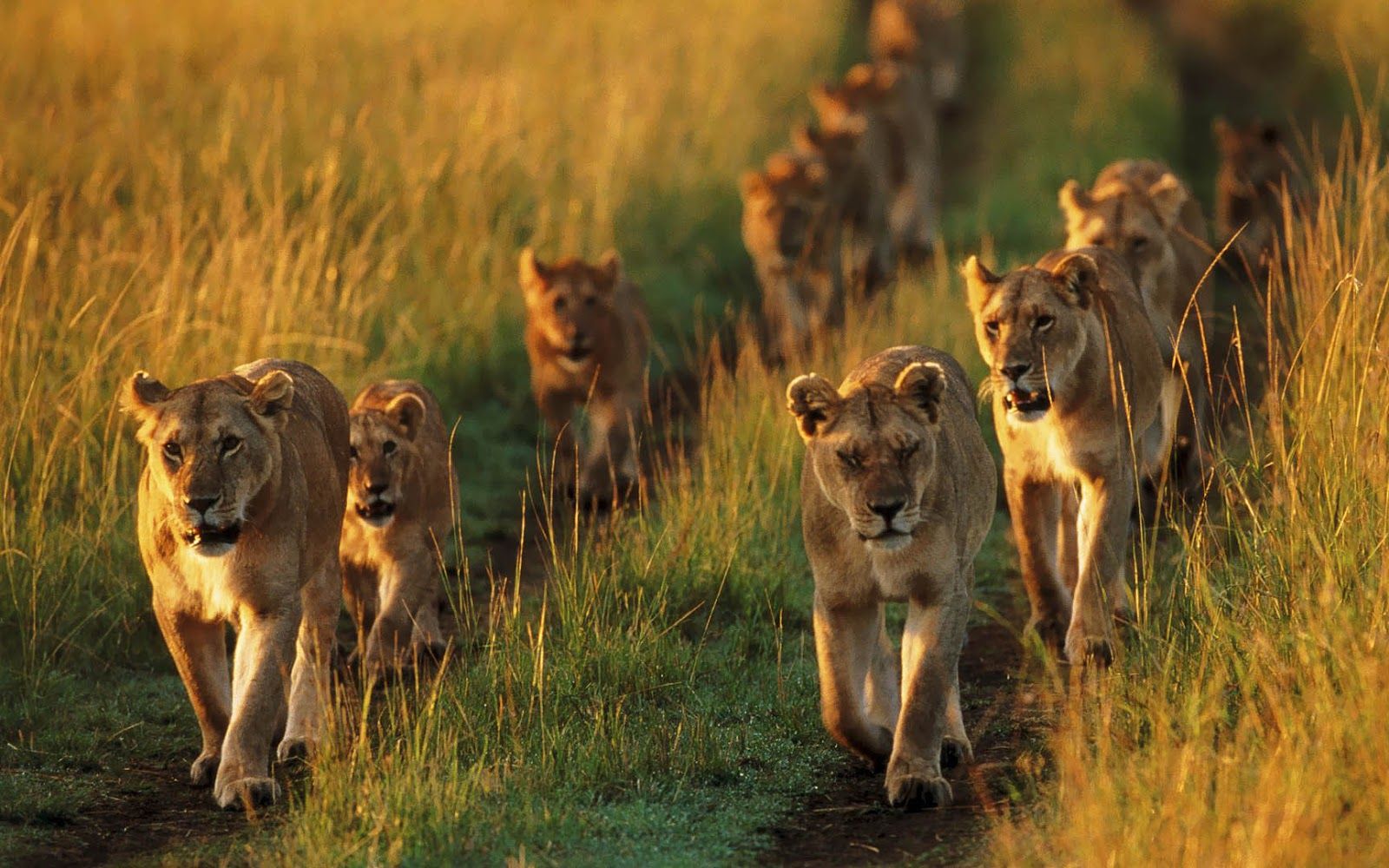 Branco di leoni nella savana, 1600x1000 HD Ready, Laptop