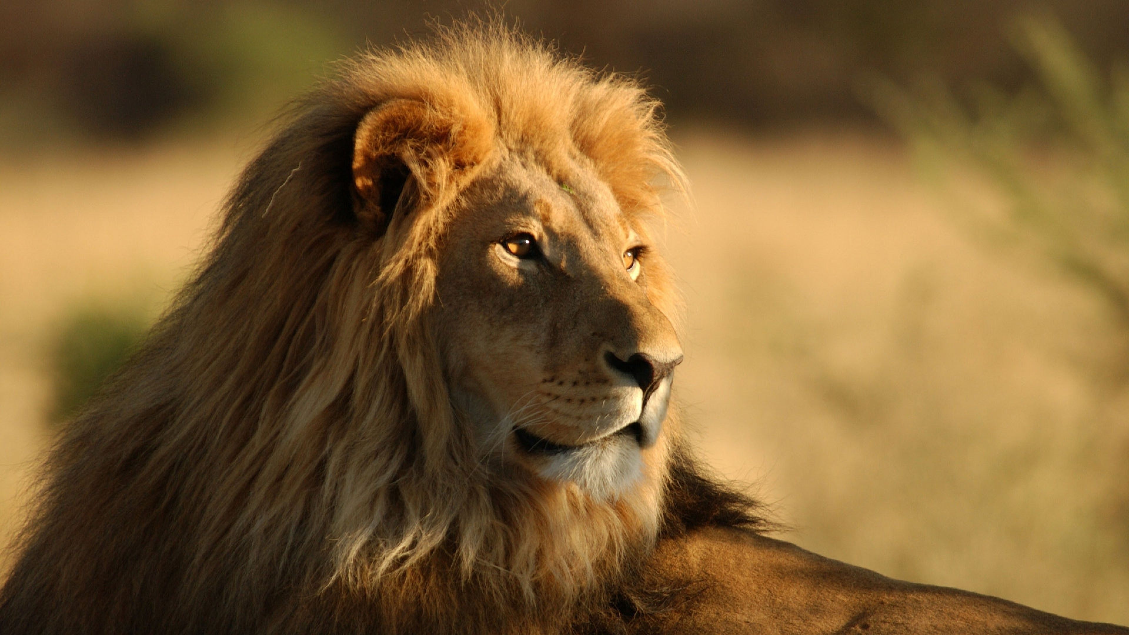 Leone con criniera dorata, 3840x2160 4K, Monitor 4K