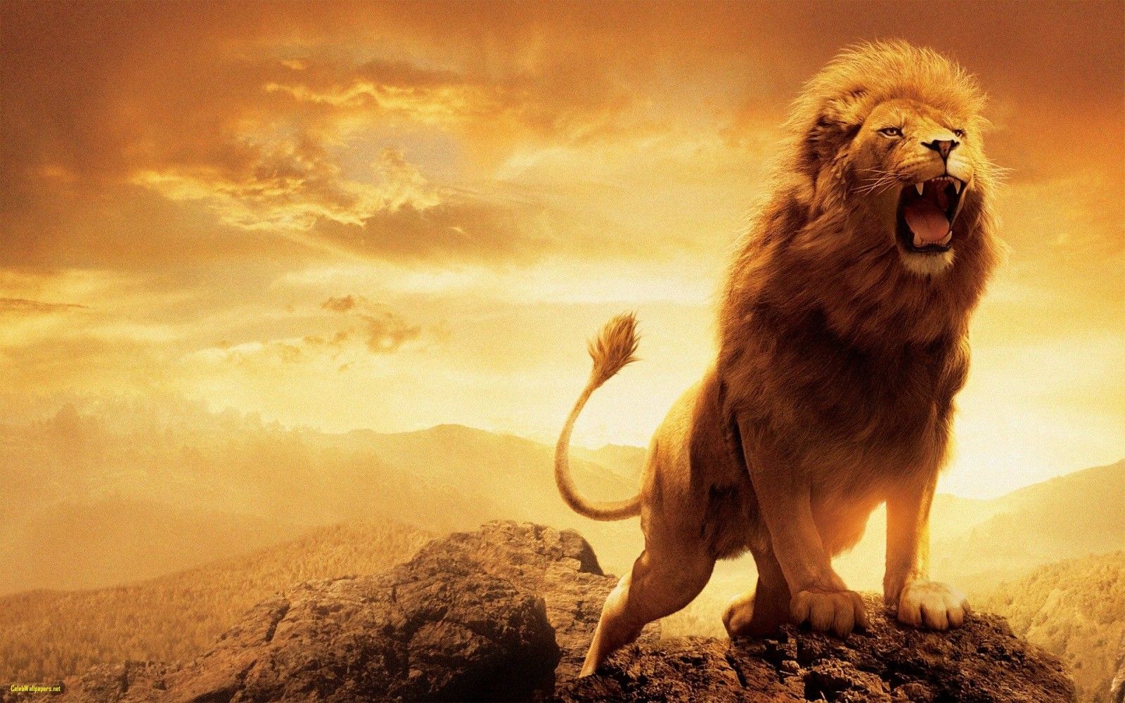 Leone ruggente su roccia, 1600x1000 HD, Desktop