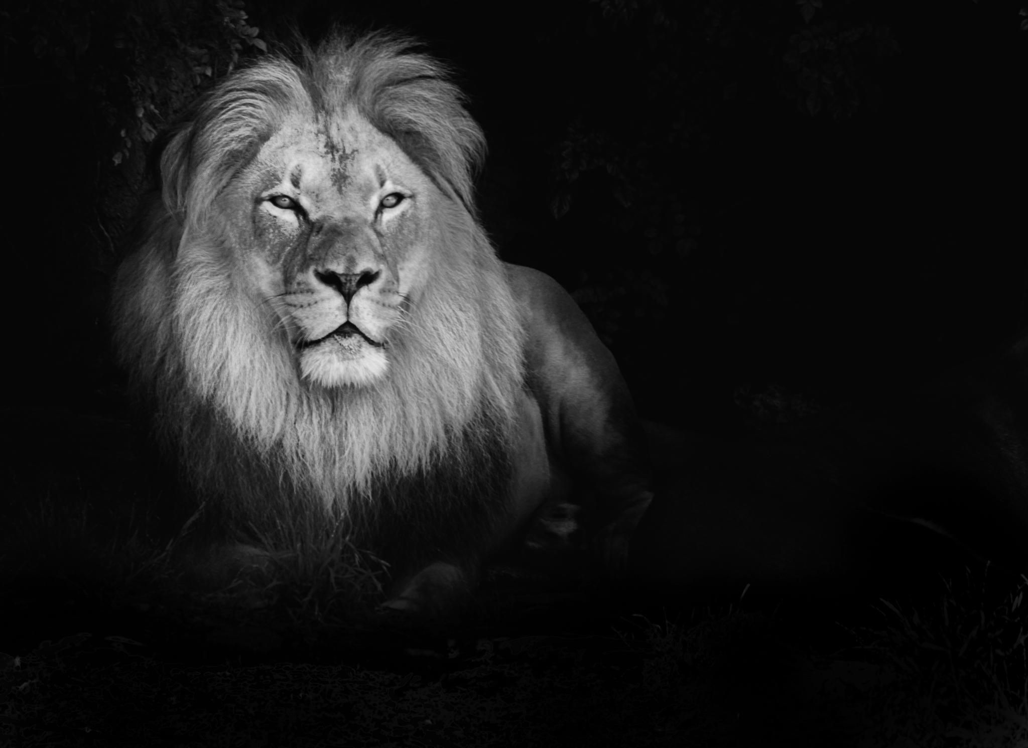 Leone bianco e nero, 2048x1490 Hi-Res, Laptop