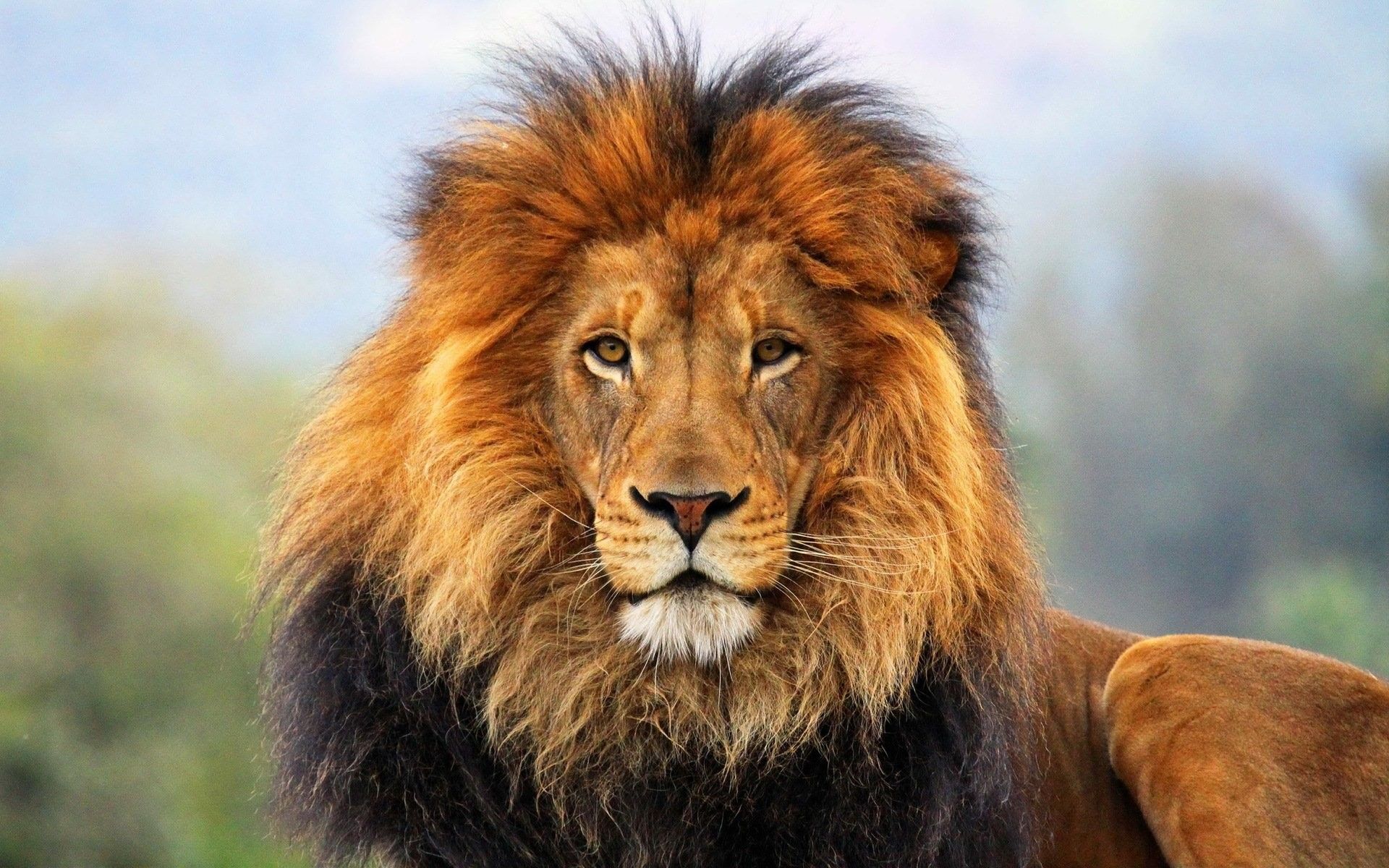 Leone con criniera folta, 1920x1200 Full HD+, iMac