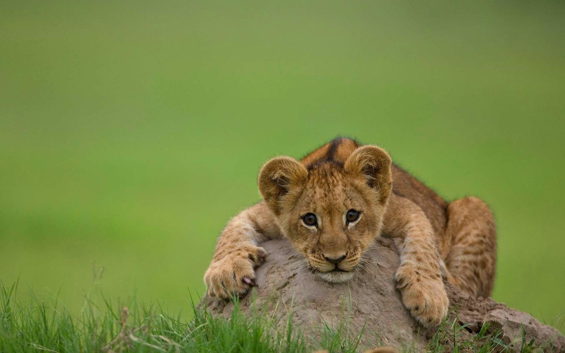 Cucciolo di leone su roccia, 1920x1200 WUXGA, PC