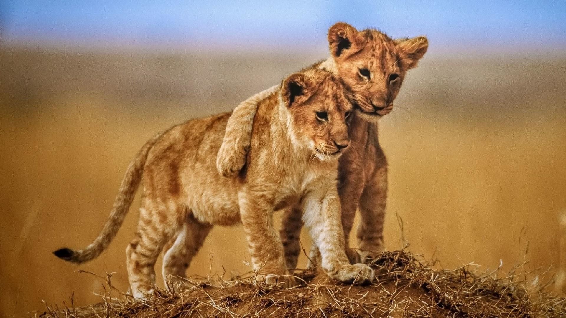 Cuccioli di leone savana, 1920x1080 Full HD 1080p, PC Desktop