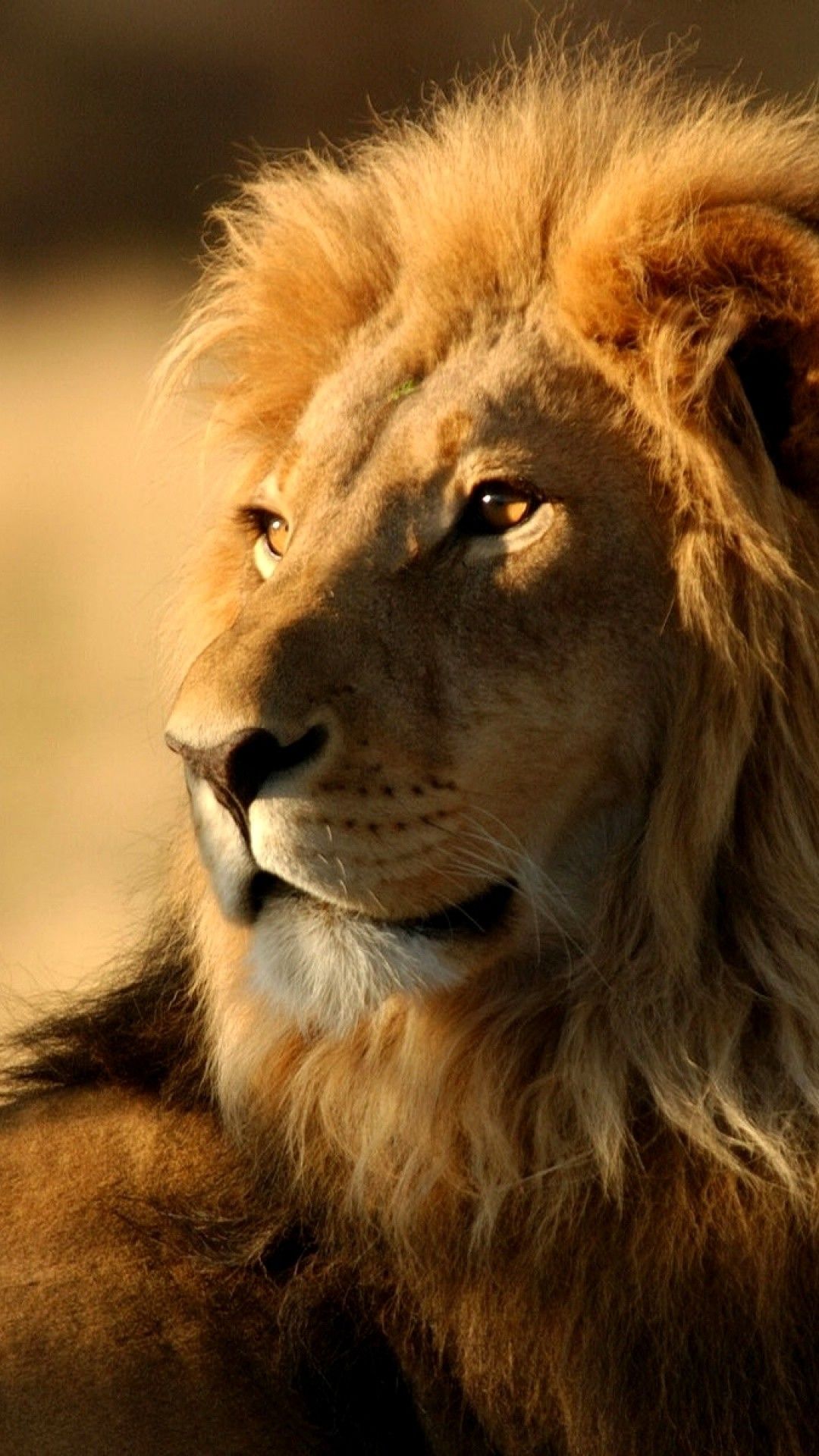 Leone adulto criniera dorata, 1080x1920 Full HD Verticale, iPhone