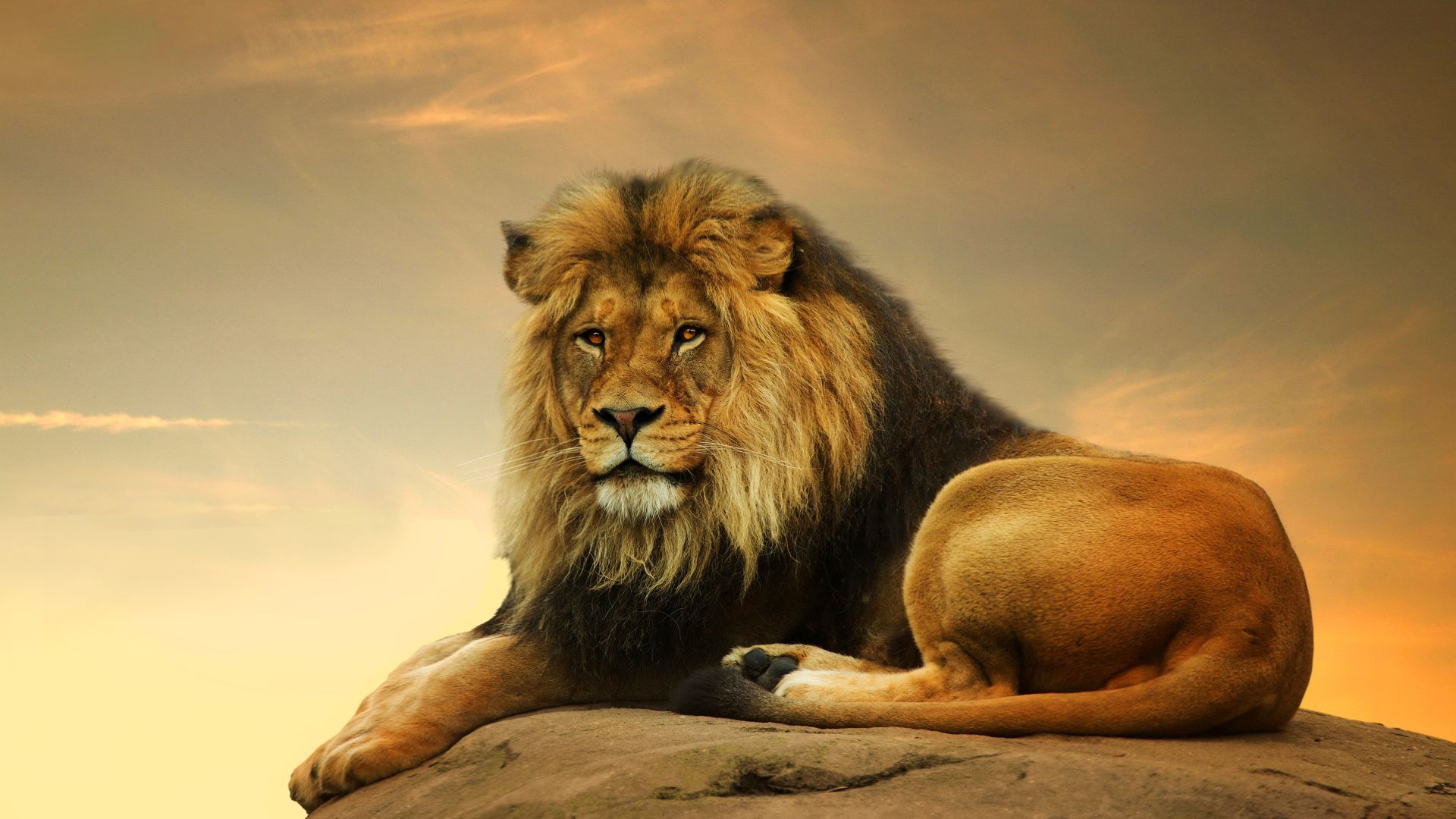 Leone sdraiato su roccia, 1920x1080 Full HD, Laptop