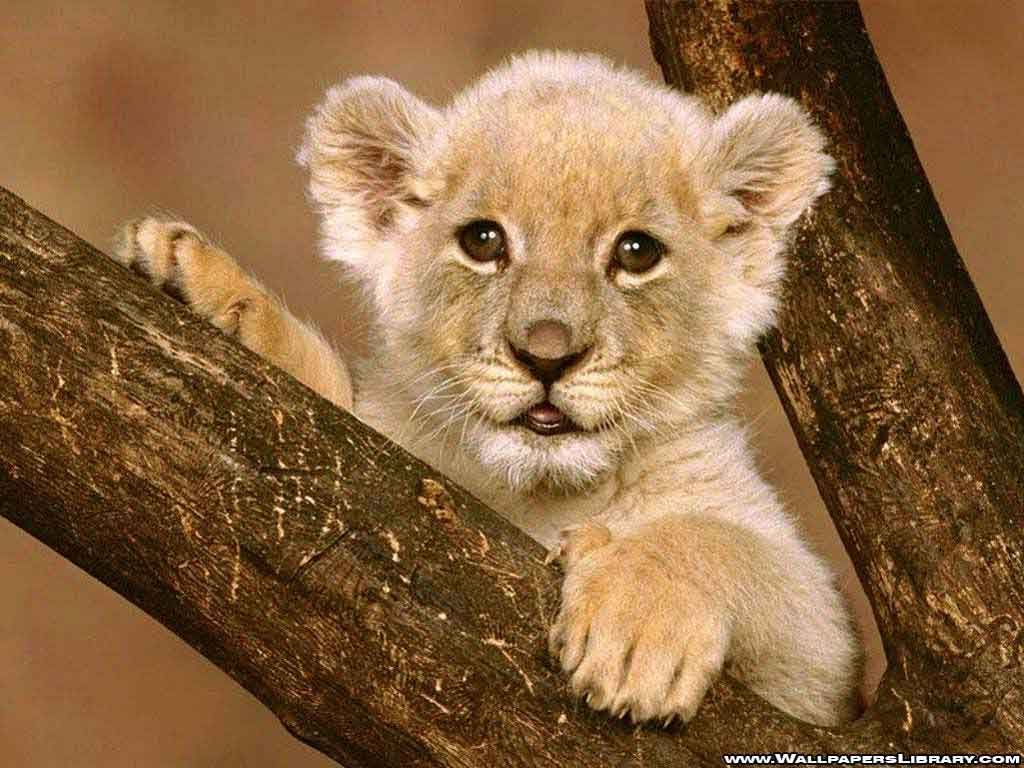 Leone adulto e cucciolo, 1920x1200 Full HD+, Laptop