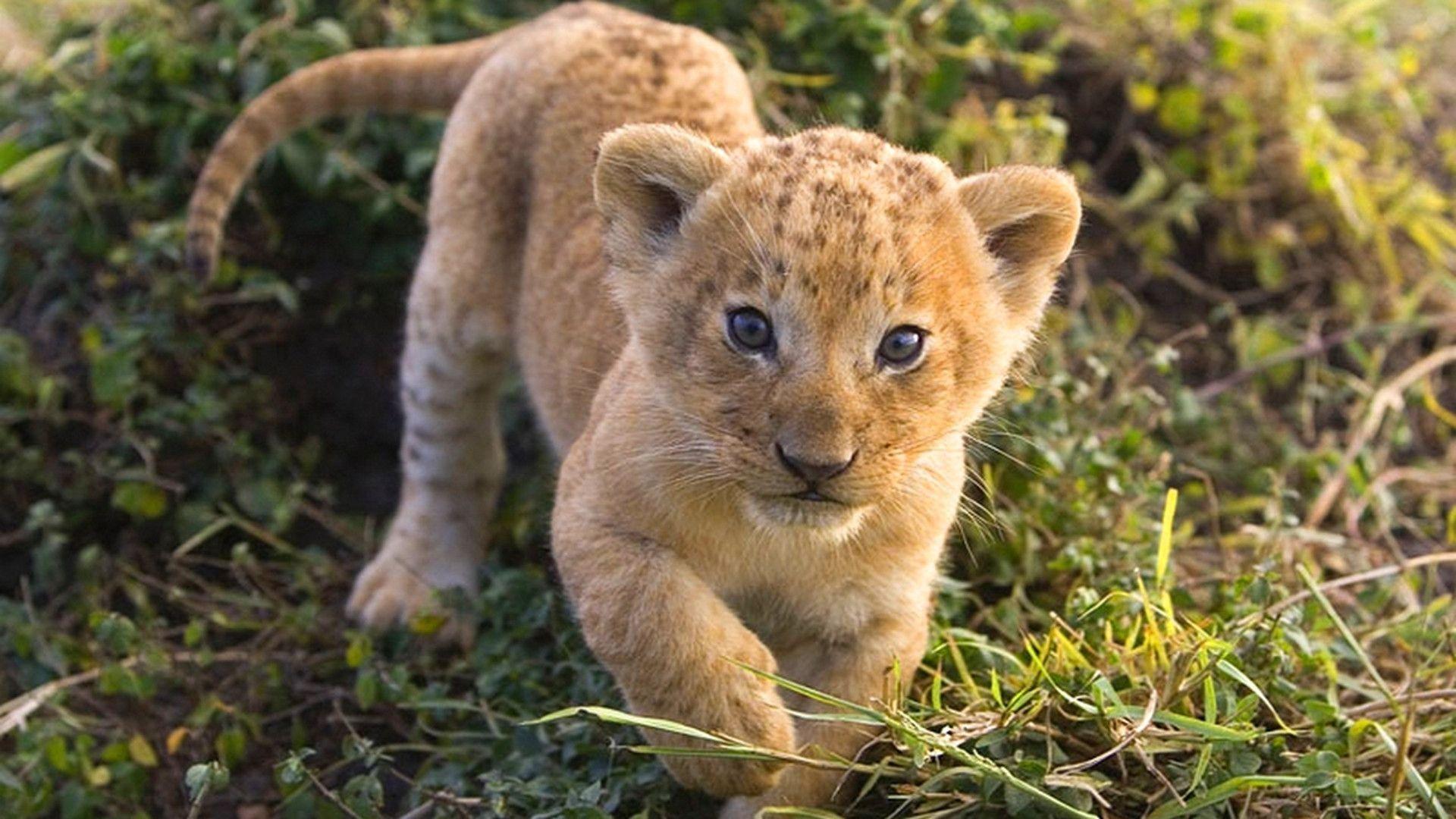 Cucciolo di leone nell'erba, 1920x1080 1080p, Desktop