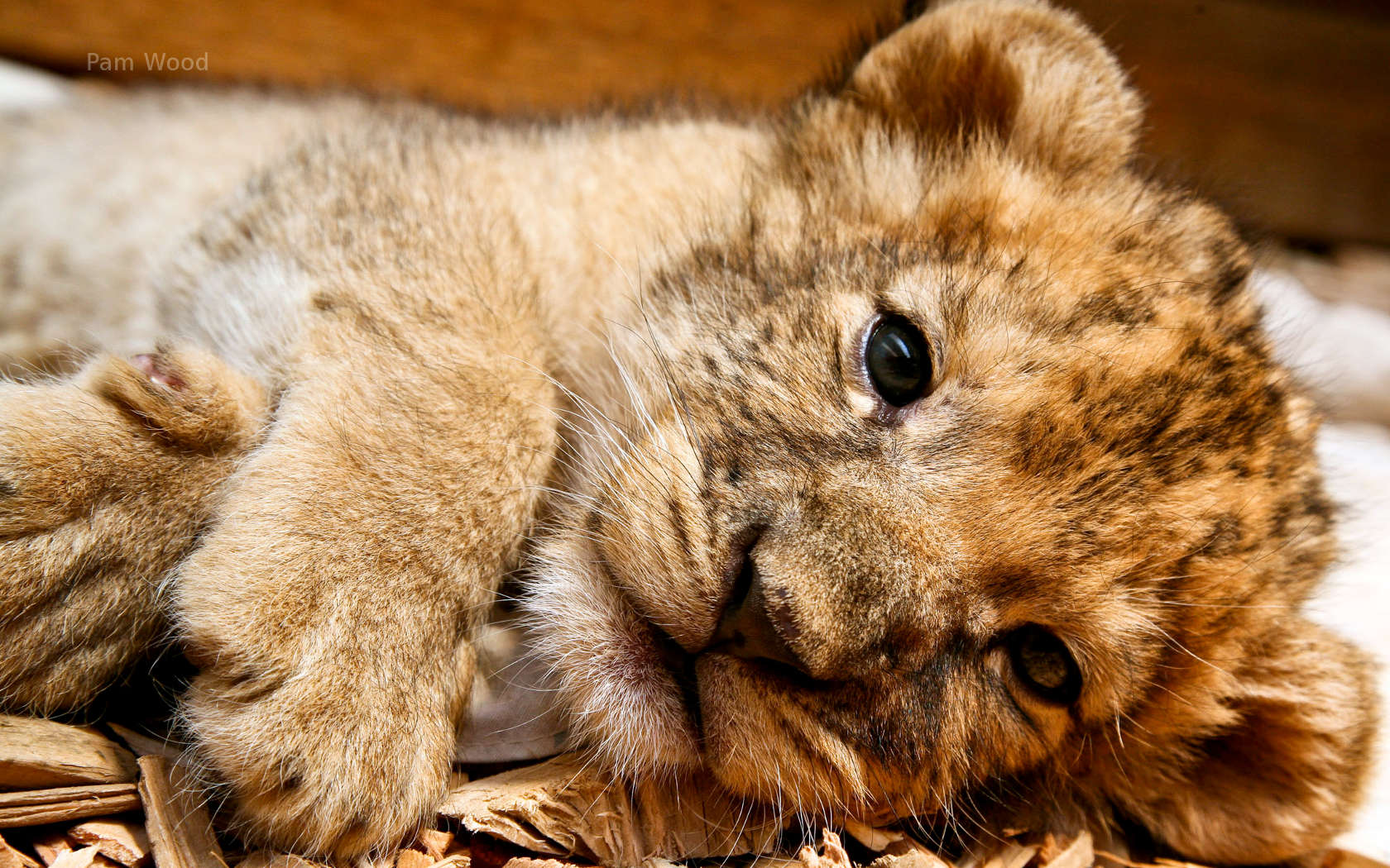 Cucciolo di leone sdraiato, 1680x1050 HD Ready, PC
